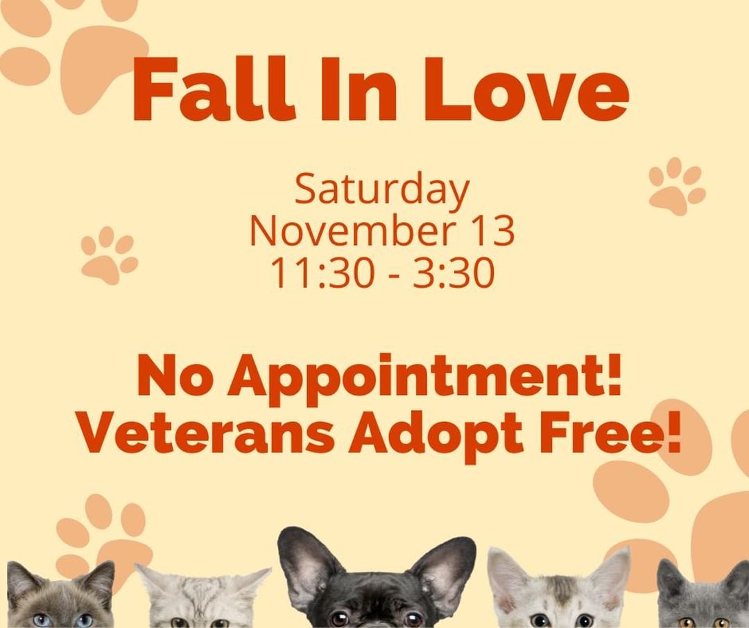 On this Veteran’s day, we are reminding our community that Veterans in California can adopt an animal from a shelter at no fee, all year round and this Saturday, we invite our Veterans and non-veterans alike to join us for our next Adoption Open House.

Fall in Love this Saturday, November 13th from 11:30 – 3:30.

View our available pets at https://www.longbeach.gov/acs/pets/adoptions/

Be prepared:

• Adoptions will be done on a first-come, first-serve basis.
• Gather your payment. Cash and credit cards are accepted.
• Be patient. It may take a little longer than usual between each adopter.
• Plan ahead. Leave your pets at home.

Safety is our <a target='_blank' href='https://www.instagram.com/explore/tags/1/'>#1</a> Priority:

• Masks are required. Masks must cover your nose, mouth, and chin. All visitors must wear masks indoors and outdoors.
• Not feeling well? Stay home. Stay home if you’re experiencing Covid-19 symptoms, or have been knowingly exposed to or diagnosed with Covid-19.
• Outdoors & distanced. Adoptions will be processed outdoors, and social distancing is in effect. Follow all verbal, written, and posted instructions. Entry will be controlled for safety.
• Clean & sanitized. Hand sanitizer will be available on site