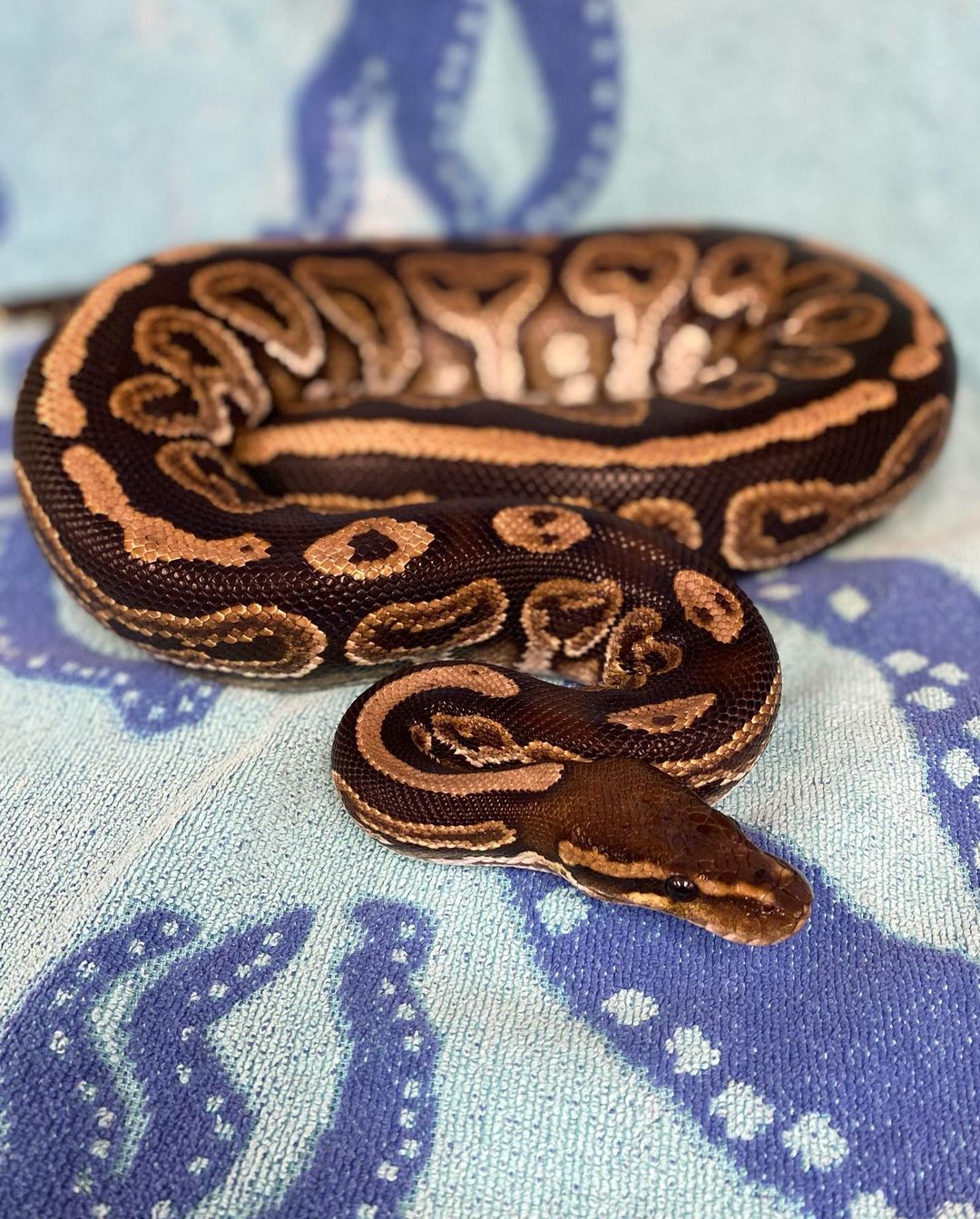 We always love it when @973stephanie from @973theeagle comes to visit us! Today we ssssssurprissed her with a different kind of animal 🐍 Princess the ball python for “Fearless Friday”! We think Stephanie did excellent, don’t you?!

Interested in adopting Princess? Make sure you do your homework on all she needs then come by the Norfolk Animal Care Center! We’re open 12-4:30 this Saturday & Sunday!

<a target='_blank' href='https://www.instagram.com/explore/tags/adoptnacc/'>#adoptnacc</a> <a target='_blank' href='https://www.instagram.com/explore/tags/fosternacc/'>#fosternacc</a> 
☎️ 757-441-5505
📧 nacc@norfolk.gov
📍 5585 Sabre Road Norfolk, Virginia 23502