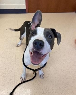 Callie the Comet can't stop smiling because it is snowing! What do your pets think of the snow today? If you are interested in learning more about Callie, click the link in our bio. <a target='_blank' href='https://www.instagram.com/explore/tags/adoptadog/'>#adoptadog</a>