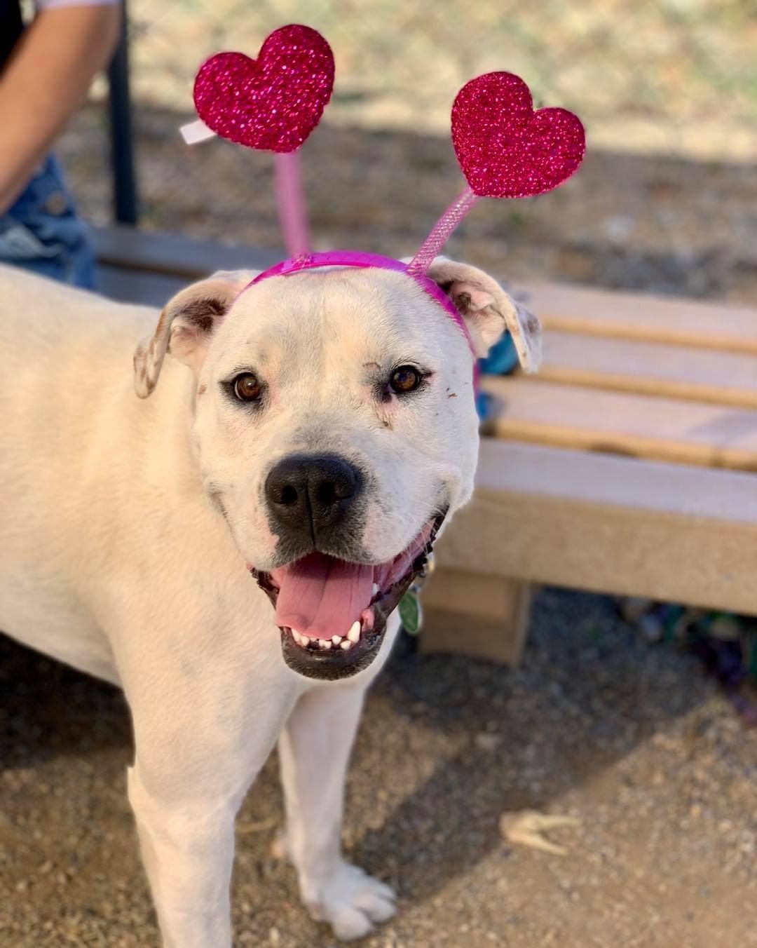 Have you met Angelica? This wonderful 1.5 year old is filled with love and has been patiently waiting to find her home.

Angelica loves going on daily walks, playing with her stuffies, snuggling and hanging out with her doggie friends 🐶 Although this cutie can be quite shy and hesitant at first, with a little patience and kindness she comes around very quickly. Angelica would do best in a calmer home with an understanding family and with another dog. 

Been in search for a loyal companion who will make you laugh and feel extremely loved everyday? Look no further as Angelica is your girl! To apply to adopt, head to lpchumanesociety.org and we will schedule a time for you to meet this wonderful lady! 

<a target='_blank' href='https://www.instagram.com/explore/tags/lpchs/'>#lpchs</a> <a target='_blank' href='https://www.instagram.com/explore/tags/adopt/'>#adopt</a> <a target='_blank' href='https://www.instagram.com/explore/tags/pittie/'>#pittie</a> <a target='_blank' href='https://www.instagram.com/explore/tags/homefortheholidays/'>#homefortheholidays</a>