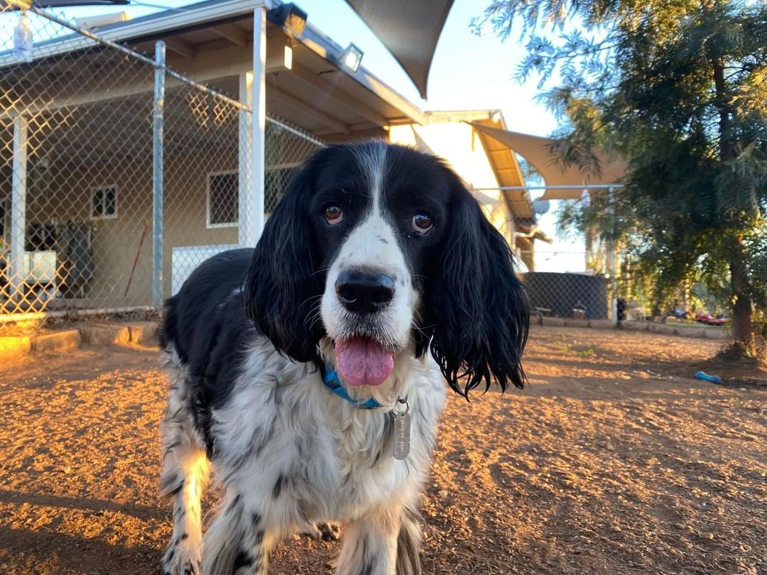 Cowboy was entrusted to us through the Final Wish Program when his dad passed away. He was 79 years old and they never spent a day apart. He went everywhere in his car in the front seat, slept in his bed, went to dinners with him. Family let us know, 