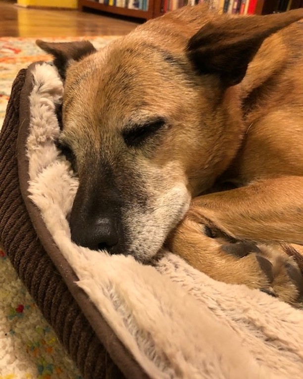 Zoey's new foster family just sent us an awesome update. Just a reminder that sweet Zoey girl has been looking for a forever home for over two months now! 

Here is what her foster family has to say about Zo: 
