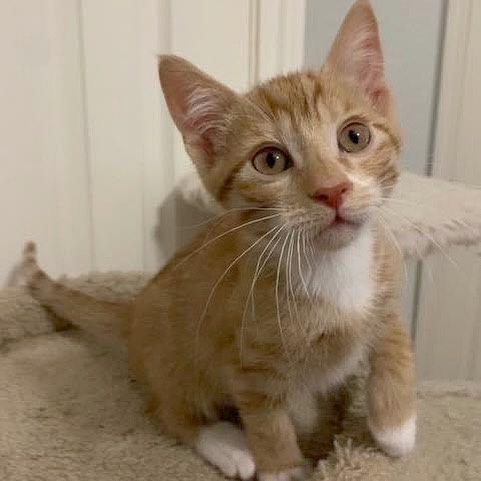 ✨SNAP✨CRACKLE✨POP✨

Our Rice Krispie kittens are ready to find their forever families! All are dog, cat, kid friendly, up to date on age appropriate vaccinations & deworming, and litter box trained! Read more about each of them below & then apply to meet them! 

🧡🤍Snap (orange with the most white) is the biggest of the litter. He loves to play rough. He would do well in a forever home with another active, playful cat. 

🧡✴️ Pop (orange with some white) is the greeter. He loves to say hello to you. He is also an active kitten and loves to climb on your back. He will also give you the stink eye when you give him kisses... but deep down he enjoys it. He would do well in a forever home with another active and playful cat.

🧡🧡 Crackle (orange) is the smallest of the litter and the most gentle. He doesn’t like to play rough and loves to be held. He would do great in a home with another playful but gentle cat.

Apply online today to meet them! Follow the link to our website in our profile!
.
.
.

<a target='_blank' href='https://www.instagram.com/explore/tags/fwabandoned/'>#fwabandoned</a> <a target='_blank' href='https://www.instagram.com/explore/tags/adoptdontshop/'>#adoptdontshop</a> <a target='_blank' href='https://www.instagram.com/explore/tags/ADOPT/'>#ADOPT</a> #🐾 <a target='_blank' href='https://www.instagram.com/explore/tags/adoptme/'>#adoptme</a> <a target='_blank' href='https://www.instagram.com/explore/tags/dallas/'>#dallas</a> <a target='_blank' href='https://www.instagram.com/explore/tags/fortworth/'>#fortworth</a> <a target='_blank' href='https://www.instagram.com/explore/tags/texas/'>#texas</a> <a target='_blank' href='https://www.instagram.com/explore/tags/texascat/'>#texascat</a> <a target='_blank' href='https://www.instagram.com/explore/tags/rescue/'>#rescue</a> <a target='_blank' href='https://www.instagram.com/explore/tags/rescuecat/'>#rescuecat</a> <a target='_blank' href='https://www.instagram.com/explore/tags/sheltercat/'>#sheltercat</a> <a target='_blank' href='https://www.instagram.com/explore/tags/catrescue/'>#catrescue</a> <a target='_blank' href='https://www.instagram.com/explore/tags/catlover/'>#catlover</a> <a target='_blank' href='https://www.instagram.com/explore/tags/cats/'>#cats</a> <a target='_blank' href='https://www.instagram.com/explore/tags/share/'>#share</a> <a target='_blank' href='https://www.instagram.com/explore/tags/repost/'>#repost</a> <a target='_blank' href='https://www.instagram.com/explore/tags/fosteringsaveslives/'>#fosteringsaveslives</a> <a target='_blank' href='https://www.instagram.com/explore/tags/foster/'>#foster</a> <a target='_blank' href='https://www.instagram.com/explore/tags/catsofinstagram/'>#catsofinstagram</a> <a target='_blank' href='https://www.instagram.com/explore/tags/dfw/'>#dfw</a> <a target='_blank' href='https://www.instagram.com/explore/tags/dfwdogs/'>#dfwdogs</a> <a target='_blank' href='https://www.instagram.com/explore/tags/orange/'>#orange</a> <a target='_blank' href='https://www.instagram.com/explore/tags/orangetabby/'>#orangetabby</a> <a target='_blank' href='https://www.instagram.com/explore/tags/tabbycat/'>#tabbycat</a>