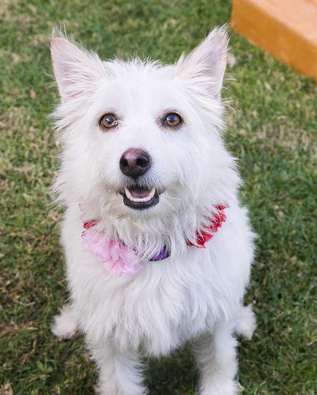 Meet Hannah 🤩 
She is a three-year-old poodle/ terrier mix. Her pups are weaned and she is ready for her forever home 🏡 
She weighs about forty-five pounds and it’s all love. She is highly affectionate and loving. Hannah loves to go on walks and spend time with her people. Hannah gets along with all dogs and would do great with a family that has kids! 🐕🐩🧍🏼‍♂️🧍🏾🧍🏻‍♀️

Use our link to find the adoption forms and give Hannah a furever home 🥰