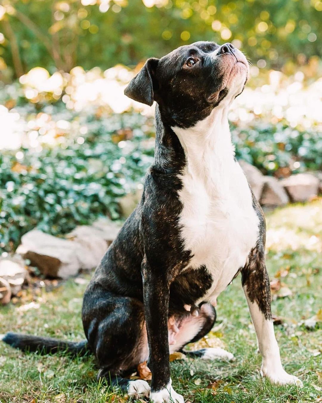 Happy Rosie girl!!! 🌹🥰 Check out these beautiful shots by @rocpetportraits! Swipe for underbite 🐶😜
Rosie will be up for adoption soon! Fill out an app on our website to get ahead of the game!! <a target='_blank' href='https://www.instagram.com/explore/tags/linkinbio/'>#linkinbio</a>