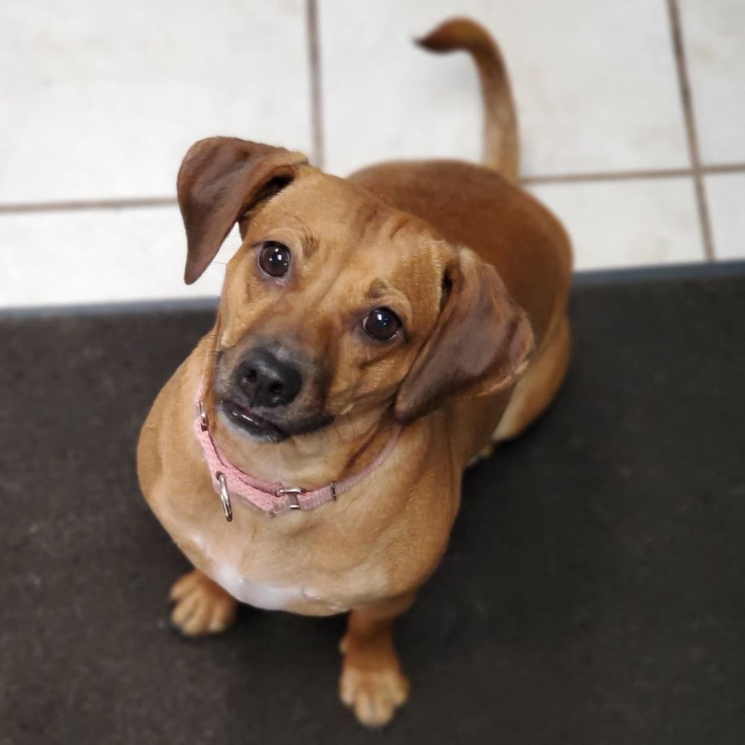 Who doesn't love Chocolate?!

Chocolate is a 1year old spayed female Beagle mix, weighing about 30lbs. 

Chocolate is super loving and an extremely cuddly companion. She is looking for a home with another dog to help her along with her confidence. She loves going for walks, playing at the dog park, and as many toys as she can get a hold of. She has energy to burn and will stay within a tongue length away from her person while at home.  She loves to play with all dogs and cats but can also stay busy with toys all by herself. New things make her nervous so she depends on her siblings to show her what is ok and what to actually be cautious of. She is still working on some basic commands and to stay at a distance when humans are eating. She is a very pretty girl that pictures don’t do justice, so you'll have to meet her in person!

<a target='_blank' href='https://www.instagram.com/explore/tags/adoptdontshop/'>#adoptdontshop</a>
<a target='_blank' href='https://www.instagram.com/explore/tags/luckymuttswi/'>#luckymuttswi</a>
<a target='_blank' href='https://www.instagram.com/explore/tags/rescuedogsmke/'>#rescuedogsmke</a>
<a target='_blank' href='https://www.instagram.com/explore/tags/doglovers/'>#doglovers</a>
<a target='_blank' href='https://www.instagram.com/explore/tags/rescuedogsofinstagram/'>#rescuedogsofinstagram</a>
<a target='_blank' href='https://www.instagram.com/explore/tags/sweetpup/'>#sweetpup</a>
<a target='_blank' href='https://www.instagram.com/explore/tags/mke/'>#mke</a>
<a target='_blank' href='https://www.instagram.com/explore/tags/mkepup/'>#mkepup</a>
<a target='_blank' href='https://www.instagram.com/explore/tags/wisconsinrescue/'>#wisconsinrescue</a>
<a target='_blank' href='https://www.instagram.com/explore/tags/lovedogs/'>#lovedogs</a>
<a target='_blank' href='https://www.instagram.com/explore/tags/rescue/'>#rescue</a>
<a target='_blank' href='https://www.instagram.com/explore/tags/foster/'>#foster</a>
<a target='_blank' href='https://www.instagram.com/explore/tags/adopt/'>#adopt</a>
<a target='_blank' href='https://www.instagram.com/explore/tags/dogsofinstagram/'>#dogsofinstagram</a>
<a target='_blank' href='https://www.instagram.com/explore/tags/dogrescue/'>#dogrescue</a>
<a target='_blank' href='https://www.instagram.com/explore/tags/beagle/'>#beagle</a>
<a target='_blank' href='https://www.instagram.com/explore/tags/chocolate/'>#chocolate</a>
<a target='_blank' href='https://www.instagram.com/explore/tags/cutie/'>#cutie</a>