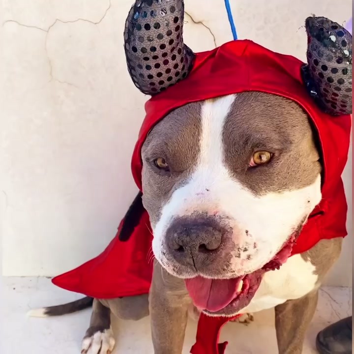 SOS! 

We need YOUR help! These sweet dogs have been with us for some time! 

Please help us find a rescue, foster, or adopter! They are all extremely deserving pups! 

Watch our video, see these amazingly beautiful faces and happy hearts! 

Contact us to make an appointment today! 
209-831-6364 or AnimalServices@TracyPD.com

<a target='_blank' href='https://www.instagram.com/explore/tags/tracyanimalservices/'>#tracyanimalservices</a> <a target='_blank' href='https://www.instagram.com/explore/tags/tracyca/'>#tracyca</a> <a target='_blank' href='https://www.instagram.com/explore/tags/opttoadopt/'>#opttoadopt</a> <a target='_blank' href='https://www.instagram.com/explore/tags/shelterdogsrock/'>#shelterdogsrock</a> <a target='_blank' href='https://www.instagram.com/explore/tags/adoptinsidethetriangle/'>#adoptinsidethetriangle</a> <a target='_blank' href='https://www.instagram.com/explore/tags/adoptionrocks/'>#adoptionrocks</a> <a target='_blank' href='https://www.instagram.com/explore/tags/adoptionsaveslives/'>#adoptionsaveslives</a> <a target='_blank' href='https://www.instagram.com/explore/tags/love/'>#love</a> <a target='_blank' href='https://www.instagram.com/explore/tags/lifesaving/'>#lifesaving</a>