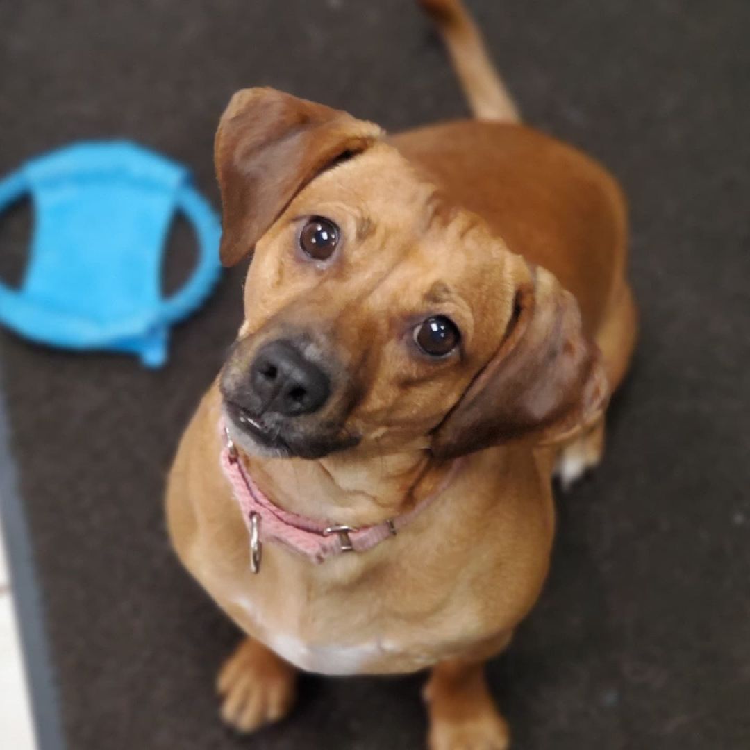 Who doesn't love Chocolate?!

Chocolate is a 1year old spayed female Beagle mix, weighing about 30lbs. 

Chocolate is super loving and an extremely cuddly companion. She is looking for a home with another dog to help her along with her confidence. She loves going for walks, playing at the dog park, and as many toys as she can get a hold of. She has energy to burn and will stay within a tongue length away from her person while at home.  She loves to play with all dogs and cats but can also stay busy with toys all by herself. New things make her nervous so she depends on her siblings to show her what is ok and what to actually be cautious of. She is still working on some basic commands and to stay at a distance when humans are eating. She is a very pretty girl that pictures don’t do justice, so you'll have to meet her in person!

<a target='_blank' href='https://www.instagram.com/explore/tags/adoptdontshop/'>#adoptdontshop</a>
<a target='_blank' href='https://www.instagram.com/explore/tags/luckymuttswi/'>#luckymuttswi</a>
<a target='_blank' href='https://www.instagram.com/explore/tags/rescuedogsmke/'>#rescuedogsmke</a>
<a target='_blank' href='https://www.instagram.com/explore/tags/doglovers/'>#doglovers</a>
<a target='_blank' href='https://www.instagram.com/explore/tags/rescuedogsofinstagram/'>#rescuedogsofinstagram</a>
<a target='_blank' href='https://www.instagram.com/explore/tags/sweetpup/'>#sweetpup</a>
<a target='_blank' href='https://www.instagram.com/explore/tags/mke/'>#mke</a>
<a target='_blank' href='https://www.instagram.com/explore/tags/mkepup/'>#mkepup</a>
<a target='_blank' href='https://www.instagram.com/explore/tags/wisconsinrescue/'>#wisconsinrescue</a>
<a target='_blank' href='https://www.instagram.com/explore/tags/lovedogs/'>#lovedogs</a>
<a target='_blank' href='https://www.instagram.com/explore/tags/rescue/'>#rescue</a>
<a target='_blank' href='https://www.instagram.com/explore/tags/foster/'>#foster</a>
<a target='_blank' href='https://www.instagram.com/explore/tags/adopt/'>#adopt</a>
<a target='_blank' href='https://www.instagram.com/explore/tags/dogsofinstagram/'>#dogsofinstagram</a>
<a target='_blank' href='https://www.instagram.com/explore/tags/dogrescue/'>#dogrescue</a>
<a target='_blank' href='https://www.instagram.com/explore/tags/beagle/'>#beagle</a>
<a target='_blank' href='https://www.instagram.com/explore/tags/chocolate/'>#chocolate</a>
<a target='_blank' href='https://www.instagram.com/explore/tags/cutie/'>#cutie</a>