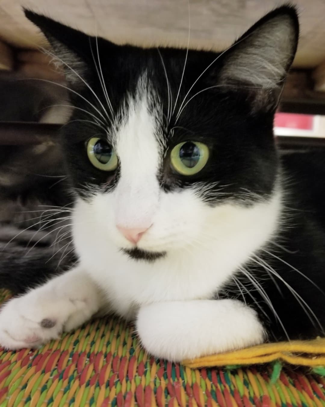 😻 Meet the sweet purrbabies who are in our PETCO Cat Lounge this week 🐱🐈

1️⃣ Bootstrap the tuxie male kitten 
2️⃣ Sparrow the female tabby kitten 
3️⃣ Blackbeard the male baby panther 
4️⃣ Calypso the female panther 
5️⃣ Seymore the male grey tabby kitten 
6️⃣ Belladonna the female baby panther 
7️⃣ Sooni the female tuxie 
8️⃣ Morley the male ginger kitten 
9️⃣ Foxy Loxy the female ginger kitten 
🔟 Ori the female tuxie 

You're invited to come in and interact with these cats and kittens in a comfy cage free living room environment. 
It's a great way to get to know their individual purrsonalities and see who's the best fit for your home 🐾💝🏡

Located inside PETCO Metro 2784 W Peoria Ave in Phoenix. 
Hours: 5:30-7:00pm Monday-Saturday and 5-6:30pm on Sundays. 

If you would like more information about adopting any of these sweethearts just send us an email at: allaboutanimalsaz@gmail.com 

<a target='_blank' href='https://www.instagram.com/explore/tags/allaboutanimalsrescueaz/'>#allaboutanimalsrescueaz</a> <a target='_blank' href='https://www.instagram.com/explore/tags/savealife/'>#savealife</a> <a target='_blank' href='https://www.instagram.com/explore/tags/compassioninaction/'>#compassioninaction</a> <a target='_blank' href='https://www.instagram.com/explore/tags/adoptdontshop/'>#adoptdontshop</a> <a target='_blank' href='https://www.instagram.com/explore/tags/rescuedismyfavoritebreed/'>#rescuedismyfavoritebreed</a> <a target='_blank' href='https://www.instagram.com/explore/tags/rescuefosteradopt/'>#rescuefosteradopt</a> <a target='_blank' href='https://www.instagram.com/explore/tags/fosteringsaveslives/'>#fosteringsaveslives</a> <a target='_blank' href='https://www.instagram.com/explore/tags/thinkadoptionfirst/'>#thinkadoptionfirst</a> <a target='_blank' href='https://www.instagram.com/explore/tags/lovechangeseverything/'>#lovechangeseverything</a> <a target='_blank' href='https://www.instagram.com/explore/tags/allyouneedislove/'>#allyouneedislove</a> <a target='_blank' href='https://www.instagram.com/explore/tags/petcocatlounge/'>#petcocatlounge</a> <a target='_blank' href='https://www.instagram.com/explore/tags/felinetherapy/'>#felinetherapy</a> <a target='_blank' href='https://www.instagram.com/explore/tags/mynewbestfriend/'>#mynewbestfriend</a> <a target='_blank' href='https://www.instagram.com/explore/tags/adoptacat/'>#adoptacat</a> <a target='_blank' href='https://www.instagram.com/explore/tags/adoptakitten/'>#adoptakitten</a> <a target='_blank' href='https://www.instagram.com/explore/tags/catadoptionphoenix/'>#catadoptionphoenix</a> <a target='_blank' href='https://www.instagram.com/explore/tags/purrfection/'>#purrfection</a> <a target='_blank' href='https://www.instagram.com/explore/tags/purrbaby/'>#purrbaby</a> <a target='_blank' href='https://www.instagram.com/explore/tags/rescuecatsrock/'>#rescuecatsrock</a> <a target='_blank' href='https://www.instagram.com/explore/tags/gato/'>#gato</a> <a target='_blank' href='https://www.instagram.com/explore/tags/gatito/'>#gatito</a> <a target='_blank' href='https://www.instagram.com/explore/tags/cuddlebuddy/'>#cuddlebuddy</a> <a target='_blank' href='https://www.instagram.com/explore/tags/felinefun/'>#felinefun</a> <a target='_blank' href='https://www.instagram.com/explore/tags/cutekittens/'>#cutekittens</a> <a target='_blank' href='https://www.instagram.com/explore/tags/kittenadoptionphoenix/'>#kittenadoptionphoenix</a> <a target='_blank' href='https://www.instagram.com/explore/tags/openyourhearttoarescuecat/'>#openyourhearttoarescuecat</a> <a target='_blank' href='https://www.instagram.com/explore/tags/adoptatuxie/'>#adoptatuxie</a> <a target='_blank' href='https://www.instagram.com/explore/tags/adoptagingerkitten/'>#adoptagingerkitten</a> <a target='_blank' href='https://www.instagram.com/explore/tags/adoptablackkitten/'>#adoptablackkitten</a> <a target='_blank' href='https://www.instagram.com/explore/tags/tabbykittens/'>#tabbykittens</a>