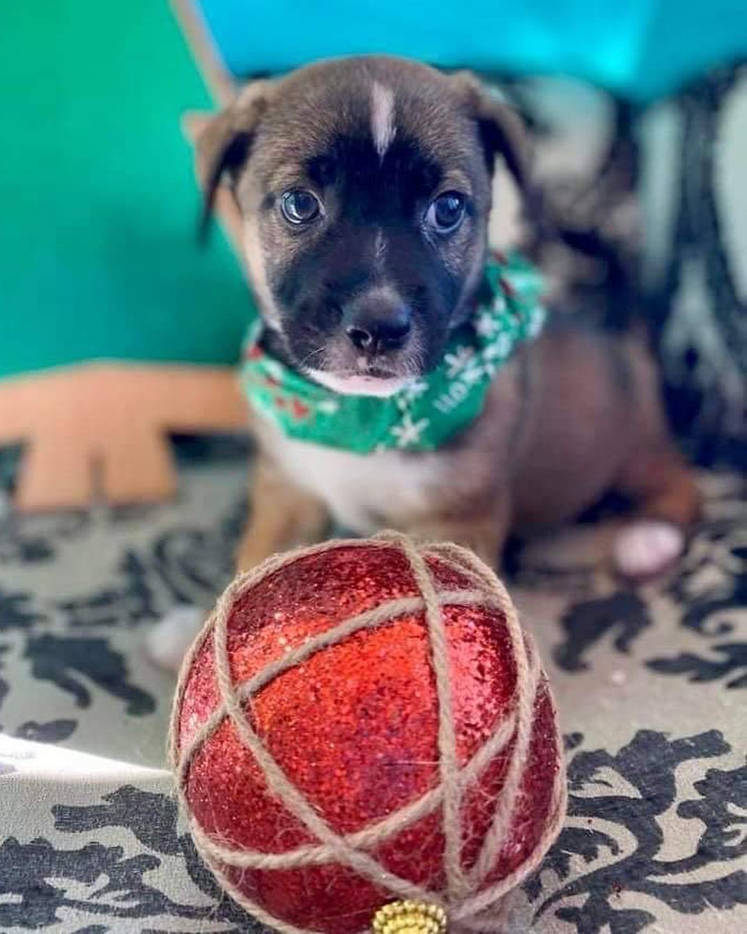 Please welcome 2 new puppies from our rescue partner, @santuario.sasfapr! They are a small rescue organization based in Puerto Rico who’s mission is dedicated solely to helping street dogs/cats in PR find forever homes. 🇵🇷 ❤️ They are constantly taking in strays & newborn litters off of the streets. These dogs/cats are usually skinny, full of parasites/fleas, and need immediate medical attention! There are only five shelters housing stray dogs across all 78 municipalities in Puerto Rico. These shelters report a euthanasia rate of 94%. The goal is to find them all loving homes but in order to do that, they need our help!
The more dogs we can place in foster homes and adopt out, the more dogs they will be able to save! This is especially important during this time of the year, when Puerto Rico is being threatened by hurricanes & tropical storms. The puppies will need to be examined by our vet, vaccinated & be neutered/spayed before becoming available for adoption. Updates coming soon!