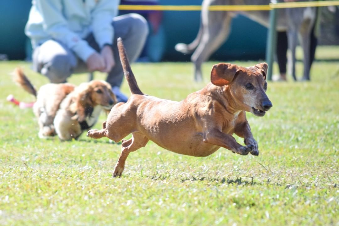 2021 Bark in the Park was a success! Don't miss all the photos in our Facebook album for the event that captured the fun had by pets and their pawrents, Shelby Humane’s adoptable dogs (many that were adopted!) 👏🏻 Enjoy photos of the costume contest including the winners 🥇, and the always popular weenie dog race. 🌭 A big thanks to Veterans’ Park in Alabaster, our wonderful vendors, sponsors, staff, and volunteers that participated. And we appreciate all the pet parents that brought their kitties and doggies to the vaccine and microchip clinic; our capable medical team and volunteers were able to see almost 300 pets. 🤩
~Stay tuned for the family and pet portrait photos to be posted soon for all those that stopped by our “PawParazzi” booth, sponsored by Canine Country Club. <a target='_blank' href='https://www.instagram.com/explore/tags/veteransparkalabaster/'>#veteransparkalabaster</a>