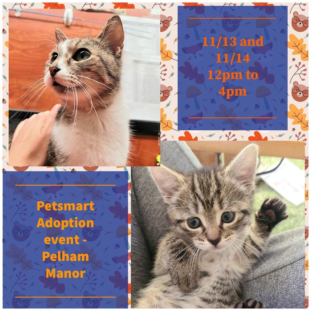 Come meet some of our adorable cats and kittens available for adoption at the Pelham Manor Petsmart Adoption Event this Saturday November 13th and Sunday November 14th 12pm to 4pm! Please note - only approved applicants can adopt same day . 
Email nycatcoal@yahoo.com to request an application or fill out an application in person ! See you there!
<a target='_blank' href='https://www.instagram.com/explore/tags/adoptdontshop/'>#adoptdontshop</a> <a target='_blank' href='https://www.instagram.com/explore/tags/meow/'>#meow</a> <a target='_blank' href='https://www.instagram.com/explore/tags/bronxcats/'>#bronxcats</a> <a target='_blank' href='https://www.instagram.com/explore/tags/pelhammanor/'>#pelhammanor</a> <a target='_blank' href='https://www.instagram.com/explore/tags/pelhamny/'>#pelhamny</a> <a target='_blank' href='https://www.instagram.com/explore/tags/instacat/'>#instacat</a> <a target='_blank' href='https://www.instagram.com/explore/tags/petsmartcharities/'>#petsmartcharities</a>