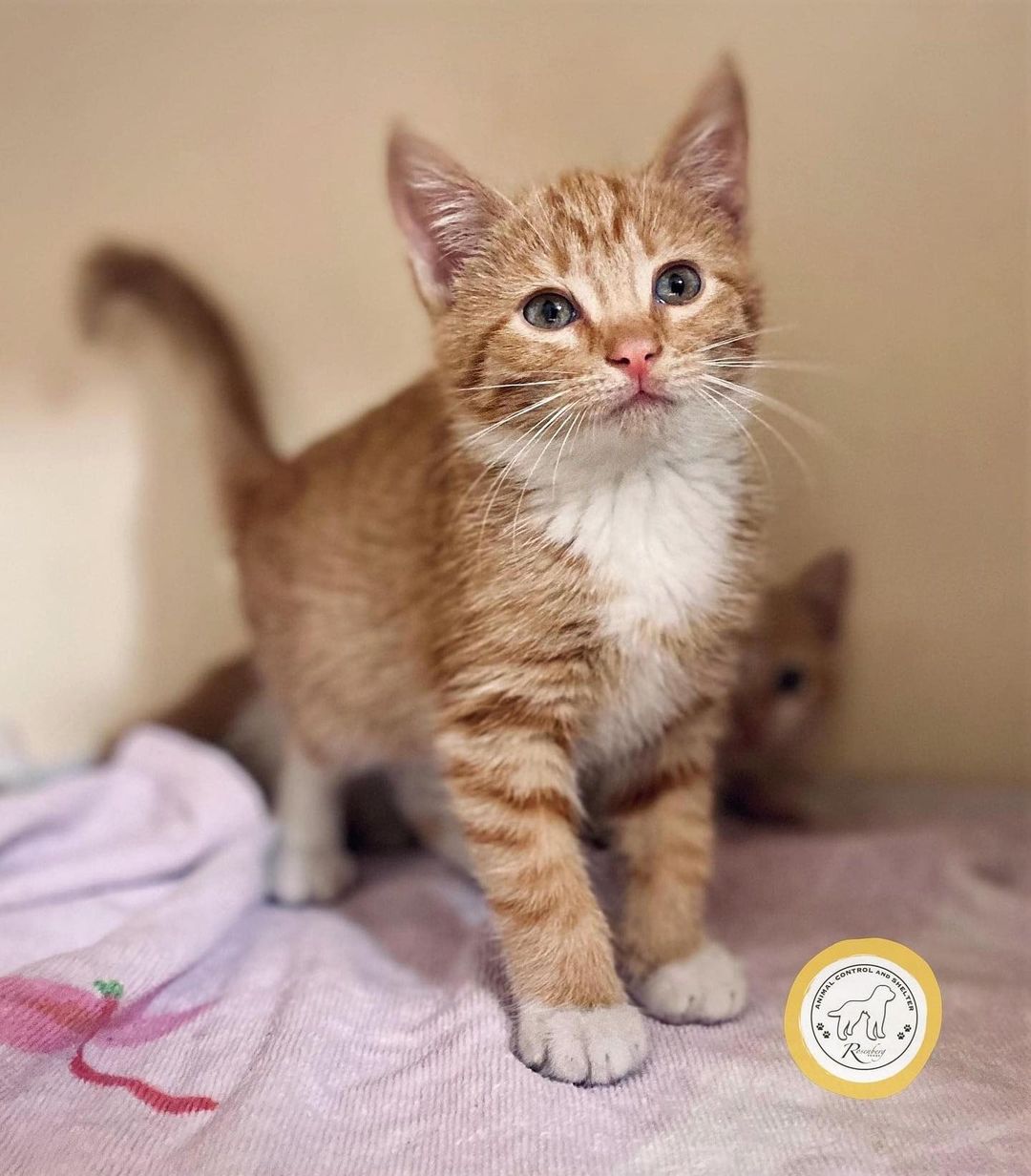 🐱😻 WE HAVE KITTENS! 😻🐱

Georgette, Trinh, and Lois are three among several cute babes we have available NOW at RACS! 

ALL adoption fees have been reduced to $25. No appointments are required — just come visit!

📲 Browse our adoptables:
https://bit.ly/bergshelterpets

📩 Foster: https://buff.ly/3d71HpY
📩 Adopt: https://buff.ly/38X4Bul

💛 Rosenberg Animal Shelter
1207 Blume Road⠀
Rosenberg, Texas 77471
⌚️ 11AM - 6PM M-F, 11AM - 4PM Sat
832-595-3490 (Main Line)
832-449-8624 (Text ONLY Line)
📨 MHARTSELL@ROSENBERGTX.GOV