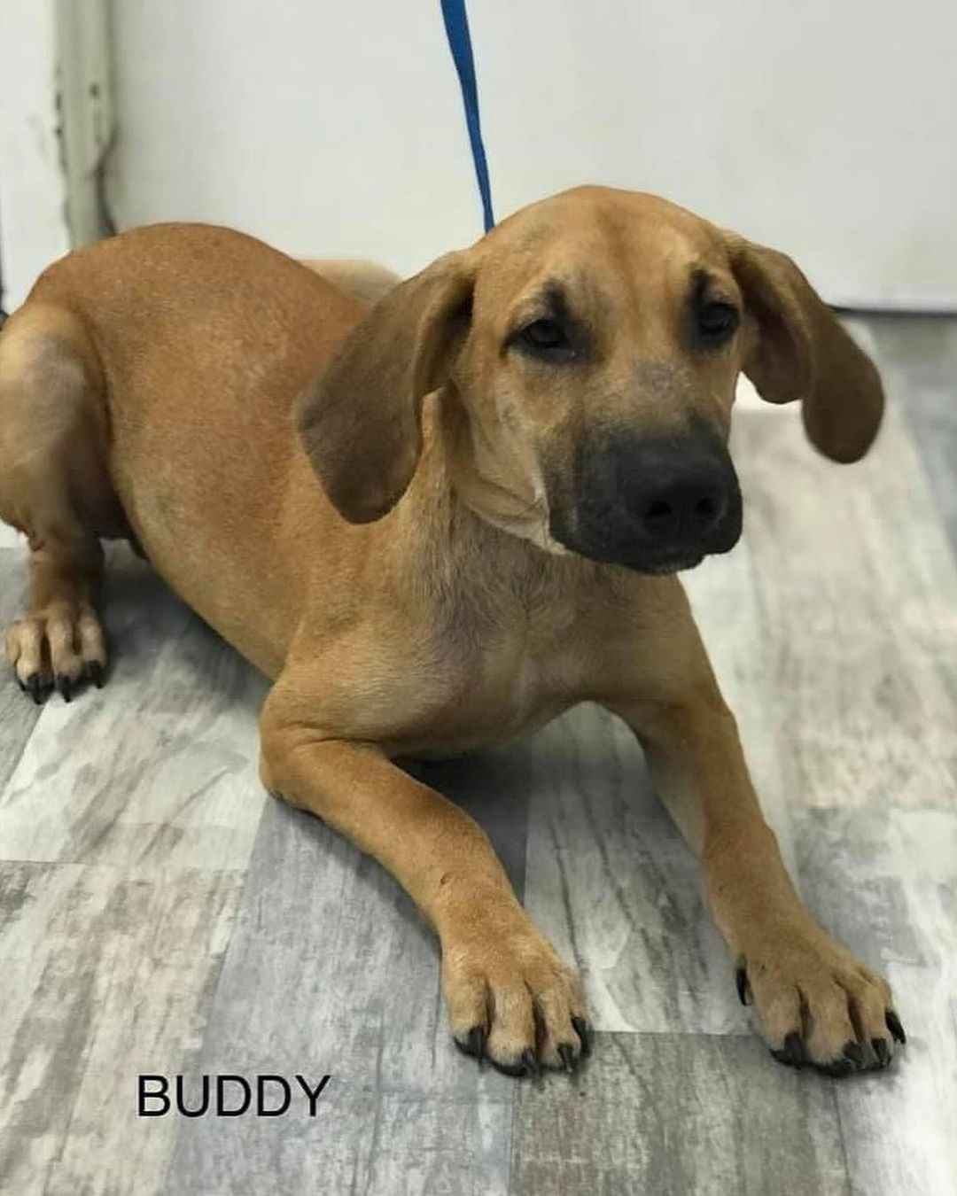 Hi Everyone! ￼We have a lot of new arrivals this morning from Texas ❤️ We are excited to welcome these new animals to Colorado! They will be available to meet TODAY at the Glendale Petsmart at 4300 E. Alameda Ave. from 11 AM to 3 PM. ￼￼
We are looking for FOSTER-TO-ADOPT homes and a few FOSTERS!