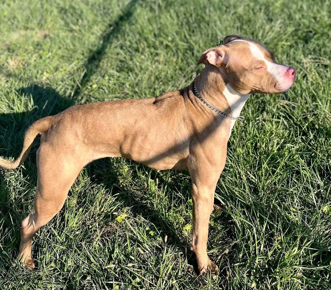 11/9/21 ROSIE (DCAS) 

CLEAR THE SHELTER

Meet adorable Rosie. She is a 2-2 1/2 year old Pitbull terrier/mixed breed female at the Dewitt County Animal Shelter. She was brought in as a stray who likes people and walks. She is good with other dogs but cats are unknown. She is due to be spayed on Nov 17th.

If interested in Rosie, complete an application at secondchanceforpets.com

**NOT ALL PETS LISTED ON OUR WEBPAGE ARE IN OUR FOSTER HOMES. WE ALSO MAKE COURTESY POSTS (CP) FOR FAMILIES NEEDING TO PLACE THEIR PET. 
(SC) MEANS THEY ARE IN ONE OF OUR GROUPS FOSTER HOMES
(CP) MEANS THEY ARE STILL WITH THEIR CURRENT OWNER
(DCAS) MEANS THEY ARE AT THE DEWITT COUNTY ANIMAL SHELTER.