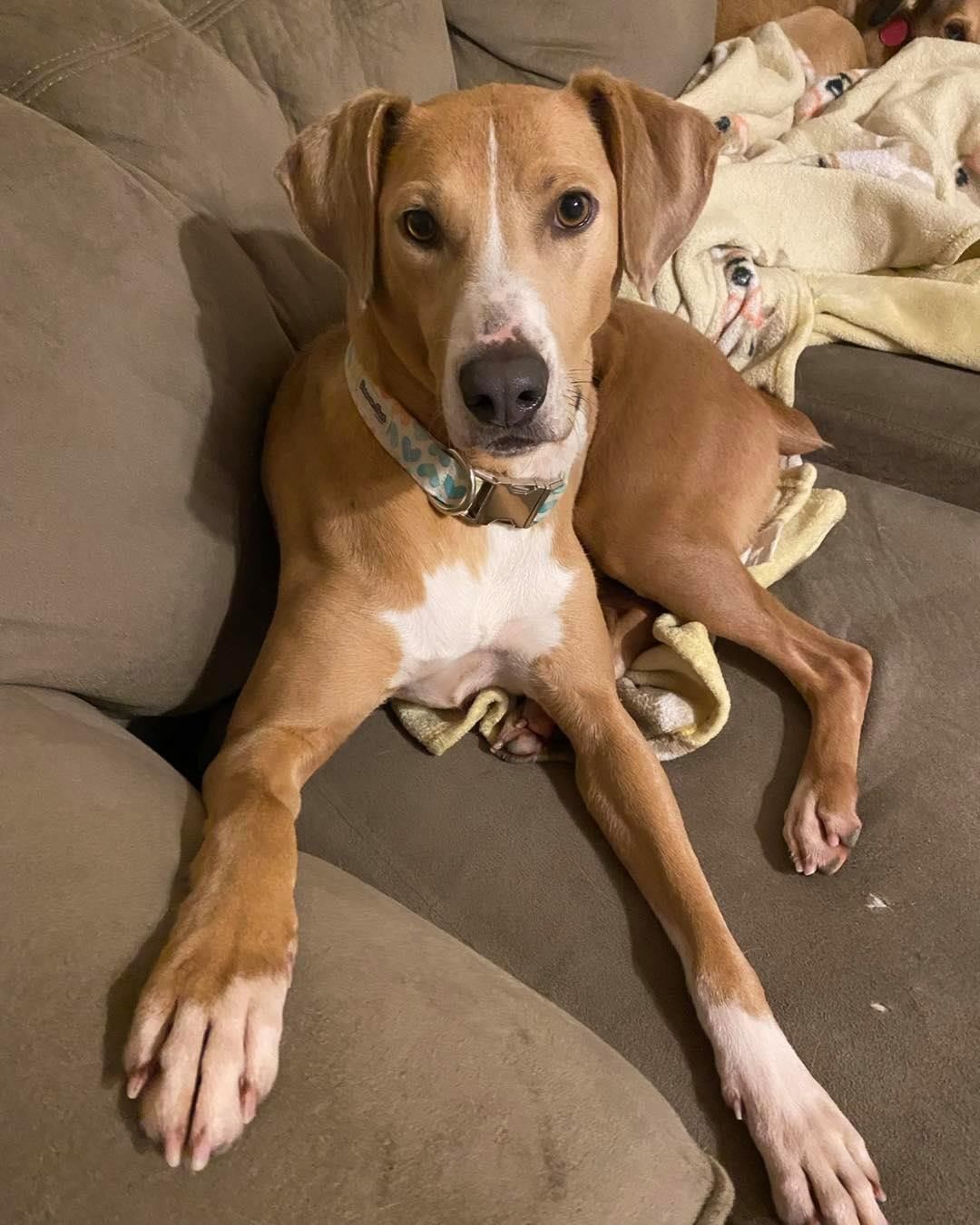 Are you looking for a top notch sidekick? Dawson may be the gal for you! 😍
 
Dawson, affectionately known as Pickles in her foster home, is about 4 years old, 45lbs, and appears to be a Cur mix. 🧬 Prior to being rescued, Dawson was used for two things: breeding and squirrel hunting. 👎 When her previous owner no longer had use for her, he dumped her at a rural, Tennessee shelter where she tested positive for heartworm. 💔 Dawson has since spent the last several months in foster undergoing heartworm treatment and is now finally ready to find a family of her own! 🎉 

In her foster home she is house trained, crate trained, and knows how to walk on leash. 🦮 Dawson has been living seamlessly with other dogs and confident cats, although will chase a running feline, 😼 and her forever home could have either (or both!) She has not been around children but based on her personality would be appropriate for respectful kids 5+. ✅ 
 
Her foster says, 💬 “I am obsessed with this girl. I cannot say enough good things about her. Honestly, I’d keep her in a heartbeat if I didn’t already have four dogs (something I don’t say lightly). She has been such a delight to foster and will be taking a large piece of my heart with her. From day one we’ve called her Pickles, the name Dawson seemed much too serious for this silly, funny girl. She’s very respectful of our other dogs and aside from occasionally chasing our cats, leaves them alone as well. Pickles loves a good game of chase in the backyard but also never passes on the opportunity to snuggle. In my opinion, she’s the perfect balance of active and lazy! She’d be happy with a dog sibling but would also likely be just fine as a solo pup, too. Honestly, she could probably adjust to most homes as long as there is plenty of love, treats, and cuddles to be had!”
 
If you think Dawson could be bestie 👯 you’ve been searching for, apply to adopt her now! 📲 www.browndogcoalition.com

<a target='_blank' href='https://www.instagram.com/explore/tags/adoptables/'>#adoptables</a> <a target='_blank' href='https://www.instagram.com/explore/tags/adoptme/'>#adoptme</a> <a target='_blank' href='https://www.instagram.com/explore/tags/dogsofmassachusetts/'>#dogsofmassachusetts</a> <a target='_blank' href='https://www.instagram.com/explore/tags/browndog/'>#browndog</a>