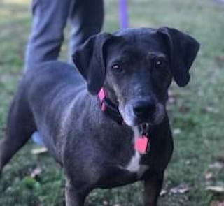 COURTESY POST - Applications will be referred to rescuer
LOLA:  A true dirt road rescue, Lola is a pretty, quiet, laid back 52 lb young adult (2-4 years, est) hound mix looking for her forever family. What a cutie and a sweetheart – Lola will lovingly lay her head in your lap. She is spayed, UTD on vaccinations, microchipped, HW negative and is Prohart HW protected until the end of March 2022. Not currently living with kids or cats. Has been fine with other pups.  Apply thru dirtroaddoggiesrescue.org.

<a target='_blank' href='https://www.instagram.com/explore/tags/dirtroaddoggiesrescue/'>#dirtroaddoggiesrescue</a> 
<a target='_blank' href='https://www.instagram.com/explore/tags/adoptdontshop/'>#adoptdontshop</a> <a target='_blank' href='https://www.instagram.com/explore/tags/fosteringsaveslives/'>#fosteringsaveslives</a>