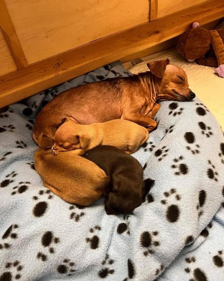 Good night from the sleeping beauty family 💙🥱😴🐾