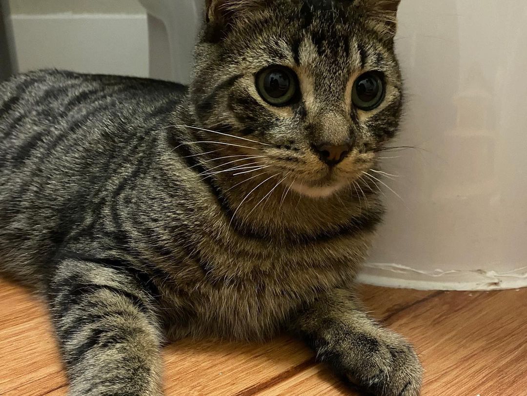 Adopt Croissant 🥐 and Donut🍩! CroNut are bffs who can be adopted together or separately—but they'd love to spend their lives together! Croissant qualifies for our November tabby promo, so act fast before these cuties are gone!

Croissant is a sweet little boy that loves to cuddle up next to a human after a long day of playing. In his sleep he'll turn onto his back & let you scratch his stomach, and he immediately starts purring. He purrs instantly when you give him pets and sometimes even when you just look at him! He loves mouse toys and chasing Donut around the house. 

Donut is the sweetest little girl. She's obsessed with spring toys and immediately perks up when she hears one. She also loves her stuffed snake toy and carries it around the house. She's super playful but when it's time for bed or when she's waking up she's super cuddly. She loves to snuggle up under blankets and each night she lays on her foster mom's chest, purring and rubbing her head on her foster mom's chin. 
 ⠀⠀⠀⠀⠀⠀⠀⠀ ⠀⠀⠀⠀⠀⠀⠀⠀⠀ ⠀⠀⠀⠀⠀⠀⠀⠀⠀
 ⠀⠀⠀⠀⠀⠀⠀⠀⠀ ⠀⠀⠀⠀⠀⠀⠀⠀⠀
If you are interested in adopting Donut and Croissant, submit an application at https://www.littlelionfoundation.org/adopt
 ⠀⠀⠀⠀⠀⠀⠀⠀⠀ ⠀⠀⠀⠀⠀⠀⠀⠀⠀
To donate⬇️
🐾 Donate thru our PayPal link at www.PayPal.me/littlelionfoundation
 ⠀⠀⠀⠀⠀⠀⠀⠀⠀ ⠀⠀⠀⠀⠀⠀⠀⠀⠀
🐾 VENMO: @Littlelion-foundation
 ⠀⠀⠀⠀⠀⠀⠀⠀⠀ ⠀⠀⠀⠀⠀⠀⠀⠀⠀
🐾 Donate thru our CUDDLY campaigns https://cuddly.com/shelter/37701/The-Little-Lion-Foundation
 ⠀⠀⠀⠀⠀⠀⠀⠀⠀ ⠀⠀⠀⠀⠀⠀⠀⠀⠀
🐾www.littlelionfoundation.org/donate
 ⠀⠀⠀⠀⠀⠀⠀⠀⠀ ⠀⠀⠀⠀⠀⠀⠀⠀⠀
<a target='_blank' href='https://www.instagram.com/explore/tags/thelittlelionfoundation/'>#thelittlelionfoundation</a> <a target='_blank' href='https://www.instagram.com/explore/tags/roarforthevoiceless/'>#roarforthevoiceless</a> <a target='_blank' href='https://www.instagram.com/explore/tags/adopt/'>#adopt</a> <a target='_blank' href='https://www.instagram.com/explore/tags/adoptdontshop/'>#adoptdontshop</a> <a target='_blank' href='https://www.instagram.com/explore/tags/spayandneuter/'>#spayandneuter</a> <a target='_blank' href='https://www.instagram.com/explore/tags/longbeach/'>#longbeach</a> <a target='_blank' href='https://www.instagram.com/explore/tags/foster/'>#foster</a> <a target='_blank' href='https://www.instagram.com/explore/tags/fosterkittens/'>#fosterkittens</a> <a target='_blank' href='https://www.instagram.com/explore/tags/donate/'>#donate</a> <a target='_blank' href='https://www.instagram.com/explore/tags/rescuecat/'>#rescuecat</a> <a target='_blank' href='https://www.instagram.com/explore/tags/cat/'>#cat</a> <a target='_blank' href='https://www.instagram.com/explore/tags/kittens/'>#kittens</a> <a target='_blank' href='https://www.instagram.com/explore/tags/tabbycat/'>#tabbycat</a> <a target='_blank' href='https://www.instagram.com/explore/tags/blackcat/'>#blackcat</a>