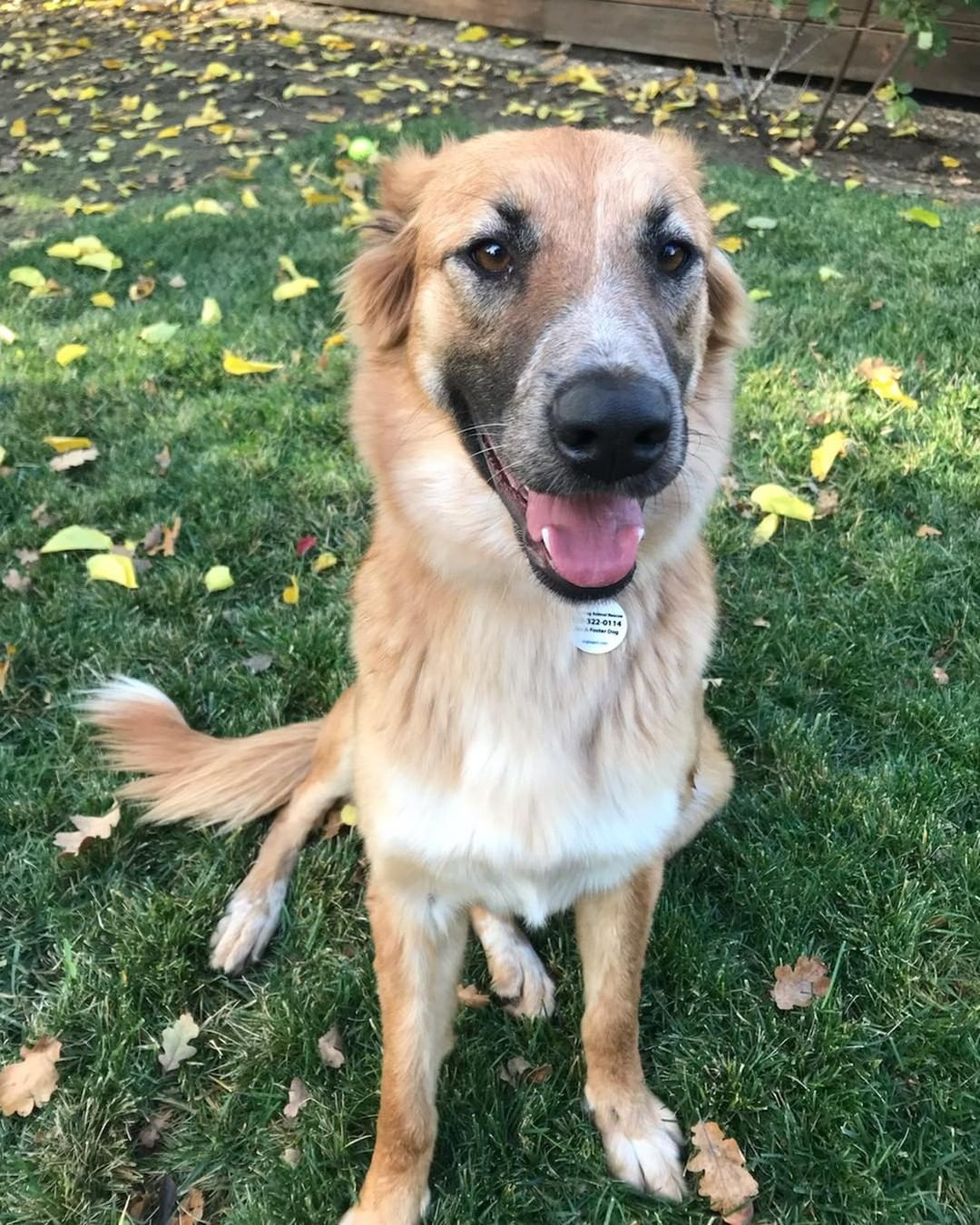 This stunning girl is one year old Zara! Our best guess is that she is a golden retriever shepherd mix. She currently weighs 64 pounds and is quite a looker. She’s a total puppy full of energy and loves to romp and play. She would do best in a home without young children because unfortunately she’ll run right through them. She currently is fostered with another big dog who she loves to play with. She’s doing well so far on house and crate training and needs a very active family. She would make a perfect family dog who would highly benefit and thrive in a home committed to training. She is smart and eager to learn and at the perfect age. <a target='_blank' href='https://www.instagram.com/explore/tags/rescuedog/'>#rescuedog</a> <a target='_blank' href='https://www.instagram.com/explore/tags/rescuedogsofinstagram/'>#rescuedogsofinstagram</a> <a target='_blank' href='https://www.instagram.com/explore/tags/rescuedismyfavoritebreed/'>#rescuedismyfavoritebreed</a> <a target='_blank' href='https://www.instagram.com/explore/tags/rescuedogs/'>#rescuedogs</a> <a target='_blank' href='https://www.instagram.com/explore/tags/adoptdontshop/'>#adoptdontshop</a> <a target='_blank' href='https://www.instagram.com/explore/tags/adoptables/'>#adoptables</a> <a target='_blank' href='https://www.instagram.com/explore/tags/adoptme/'>#adoptme</a> <a target='_blank' href='https://www.instagram.com/explore/tags/adopt/'>#adopt</a> <a target='_blank' href='https://www.instagram.com/explore/tags/dogsofinsta/'>#dogsofinsta</a> <a target='_blank' href='https://www.instagram.com/explore/tags/dogs/'>#dogs</a> <a target='_blank' href='https://www.instagram.com/explore/tags/mansbestfriend/'>#mansbestfriend</a> <a target='_blank' href='https://www.instagram.com/explore/tags/puppiesofinstagram/'>#puppiesofinstagram</a> <a target='_blank' href='https://www.instagram.com/explore/tags/muttsofinstagram/'>#muttsofinstagram</a> <a target='_blank' href='https://www.instagram.com/explore/tags/ilovedogs/'>#ilovedogs</a> <a target='_blank' href='https://www.instagram.com/explore/tags/underdoganimalrescueca/'>#underdoganimalrescueca</a> <a target='_blank' href='https://www.instagram.com/explore/tags/underdog/'>#underdog</a> <a target='_blank' href='https://www.instagram.com/explore/tags/homelessdog/'>#homelessdog</a> <a target='_blank' href='https://www.instagram.com/explore/tags/shelterdogsofinstagram/'>#shelterdogsofinstagram</a> <a target='_blank' href='https://www.instagram.com/explore/tags/shelterdog/'>#shelterdog</a> <a target='_blank' href='https://www.instagram.com/explore/tags/secondchance/'>#secondchance</a> <a target='_blank' href='https://www.instagram.com/explore/tags/mykidshavepaws/'>#mykidshavepaws</a> <a target='_blank' href='https://www.instagram.com/explore/tags/woof/'>#woof</a> <a target='_blank' href='https://www.instagram.com/explore/tags/dogsinneed/'>#dogsinneed</a> <a target='_blank' href='https://www.instagram.com/explore/tags/foster/'>#foster</a> <a target='_blank' href='https://www.instagram.com/explore/tags/fosteringsaveslives/'>#fosteringsaveslives</a> <a target='_blank' href='https://www.instagram.com/explore/tags/nonprofit/'>#nonprofit</a> <a target='_blank' href='https://www.instagram.com/explore/tags/volunteer/'>#volunteer</a> <a target='_blank' href='https://www.instagram.com/explore/tags/werescue/'>#werescue</a> <a target='_blank' href='https://www.instagram.com/explore/tags/fostermom/'>#fostermom</a>