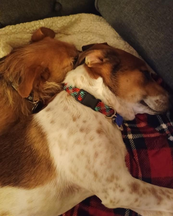 Snuggle in it's the weekend friends! 

Jack FKA Mork is doing great. Here's what his new mom has to say about how things are going. 

I have never seen a dog love a little boy so much 💙
He's doing so great. Honey and Jack preen each other and cuddle when they are not chasing each other around the yard.
.
🎉💞🐕💞🎉
.
<a target='_blank' href='https://www.instagram.com/explore/tags/pupdate/'>#pupdate</a> <a target='_blank' href='https://www.instagram.com/explore/tags/poidog/'>#poidog</a> <a target='_blank' href='https://www.instagram.com/explore/tags/mork/'>#mork</a> <a target='_blank' href='https://www.instagram.com/explore/tags/happyalohafriday/'>#happyalohafriday</a> <a target='_blank' href='https://www.instagram.com/explore/tags/fridayfeeling/'>#fridayfeeling</a> <a target='_blank' href='https://www.instagram.com/explore/tags/pnwdog/'>#pnwdog</a> <a target='_blank' href='https://www.instagram.com/explore/tags/adoptionisthebestoption/'>#adoptionisthebestoption</a> <a target='_blank' href='https://www.instagram.com/explore/tags/success/'>#success</a> <a target='_blank' href='https://www.instagram.com/explore/tags/happytails/'>#happytails</a> <a target='_blank' href='https://www.instagram.com/explore/tags/rescuedismyfavoritebreed/'>#rescuedismyfavoritebreed</a> <a target='_blank' href='https://www.instagram.com/explore/tags/puppy/'>#puppy</a> <a target='_blank' href='https://www.instagram.com/explore/tags/dogsofinstagram/'>#dogsofinstagram</a>