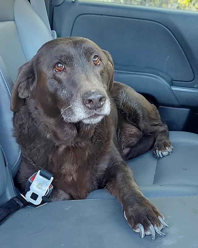 Your donations for our medical fund are going to pups like this sweet baby. 
This girl was dumped in Horseshoe Bend with a bag of food and a bottle of water (with the cap on 🤦🏼‍♀️) she had a massive mammary tumor that was rupturing open. The tumor was removed today and she is on the mend. Recovery for an older dog is tough in the shelter. If you can foster please contact the shelter!