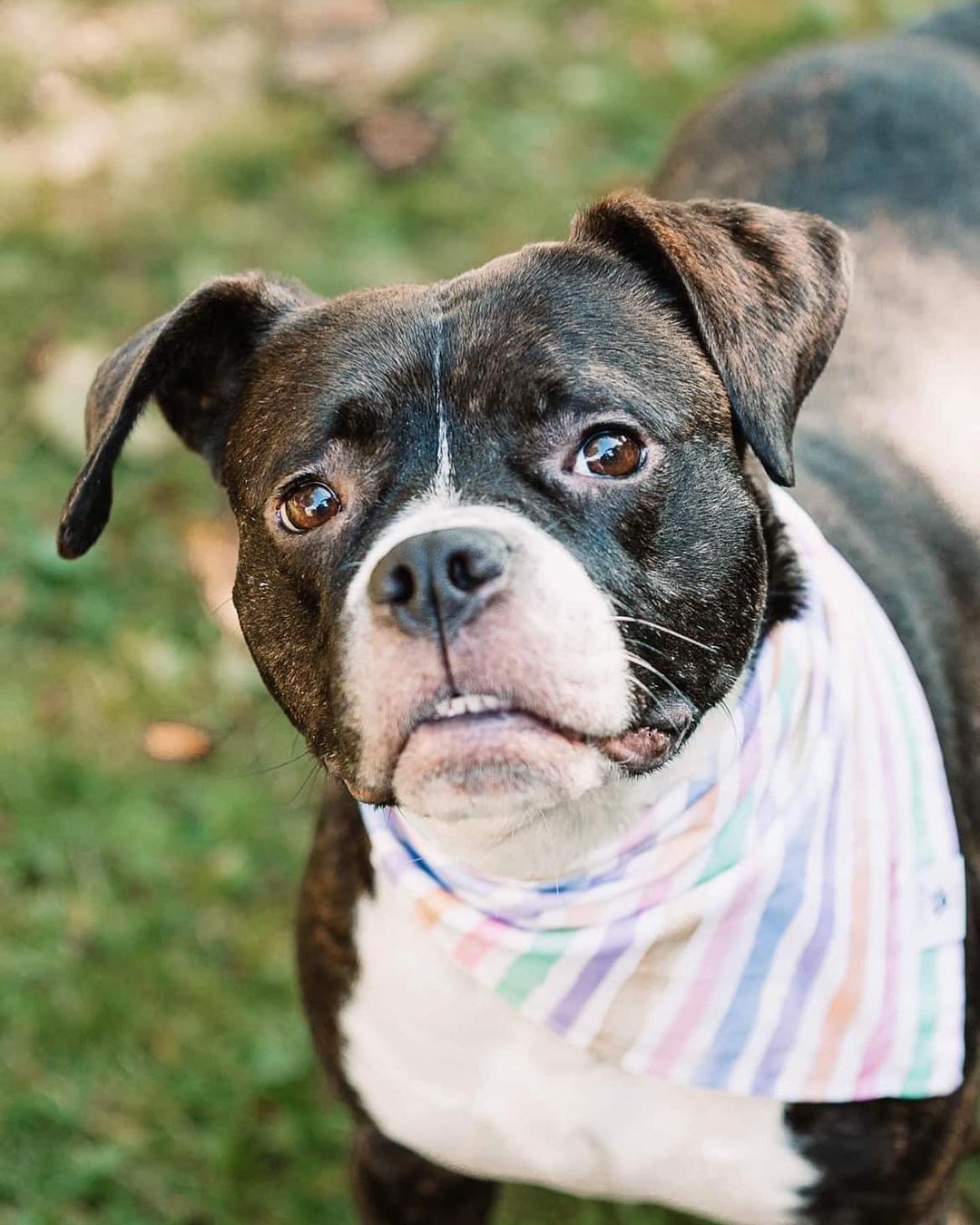 Happy Rosie girl!!! 🌹🥰 Check out these beautiful shots by @rocpetportraits! Swipe for underbite 🐶😜
Rosie will be up for adoption soon! Fill out an app on our website to get ahead of the game!! <a target='_blank' href='https://www.instagram.com/explore/tags/linkinbio/'>#linkinbio</a>