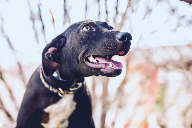 A smile that'll melt your heart, meet our girl Karai! Karai is a sweet and incredibly loving 9 month old pup who weighs 30lbs. She loves nothing more than to climb into your lap and snuggle. She would LOVE having a doggy friend to bond with and help show her the ropes. She loves to snuggle close with her foster sibling after a round of play. She is treat motivated and picks up training quickly. She knows 