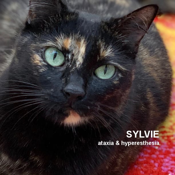 SNAP Cat of the Day - 11/11/2021 - <a target='_blank' href='https://www.instagram.com/explore/tags/specialneedscatsofinstagram/'>#specialneedscatsofinstagram</a> <a target='_blank' href='https://www.instagram.com/explore/tags/snap_cats/'>#snap_cats</a> <a target='_blank' href='https://www.instagram.com/explore/tags/specialneedscatsareawesome/'>#specialneedscatsareawesome</a> <a target='_blank' href='https://www.instagram.com/explore/tags/specialneedscatsarebestcats/'>#specialneedscatsarebestcats</a> <a target='_blank' href='https://www.instagram.com/explore/tags/snapcats/'>#snapcats</a> <a target='_blank' href='https://www.instagram.com/explore/tags/specialneedscat/'>#specialneedscat</a> <a target='_blank' href='https://www.instagram.com/explore/tags/specialneedscatsrock/'>#specialneedscatsrock</a> <a target='_blank' href='https://www.instagram.com/explore/tags/snapcatsrescue/'>#snapcatsrescue</a> <a target='_blank' href='https://www.instagram.com/explore/tags/specialneedsrescue/'>#specialneedsrescue</a> <a target='_blank' href='https://www.instagram.com/explore/tags/specialneedscats/'>#specialneedscats</a> <a target='_blank' href='https://www.instagram.com/explore/tags/catswithmobilitychallenges/'>#catswithmobilitychallenges</a> <a target='_blank' href='https://www.instagram.com/explore/tags/catswithch/'>#catswithch</a> <a target='_blank' href='https://www.instagram.com/explore/tags/catswithataxia/'>#catswithataxia</a> <a target='_blank' href='https://www.instagram.com/explore/tags/tortiecats/'>#tortiecats</a> <a target='_blank' href='https://www.instagram.com/explore/tags/tortietude/'>#tortietude</a> <a target='_blank' href='https://www.instagram.com/explore/tags/wobblycats/'>#wobblycats</a> <a target='_blank' href='https://www.instagram.com/explore/tags/wobblycat/'>#wobblycat</a> <a target='_blank' href='https://www.instagram.com/explore/tags/hyperesthesia/'>#hyperesthesia</a> <a target='_blank' href='https://www.instagram.com/explore/tags/catswithhypersthesia/'>#catswithhypersthesia</a> <a target='_blank' href='https://www.instagram.com/explore/tags/catlover/'>#catlover</a> <a target='_blank' href='https://www.instagram.com/explore/tags/catsofinstagram/'>#catsofinstagram</a> <a target='_blank' href='https://www.instagram.com/explore/tags/cats_of_instagram/'>#cats_of_instagram</a> <a target='_blank' href='https://www.instagram.com/explore/tags/catswithch/'>#catswithch</a> <a target='_blank' href='https://www.instagram.com/explore/tags/cats/'>#cats</a>
