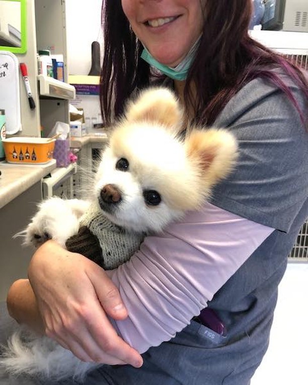 Lil Bear officially has a much happier mouth! 😁 He had a ton of infections, a fractured tooth, and other awful things but thanks to Animal Dentistry and Oral Surgery Specialists, LLC, all the yuckiness is gone. 

He is recovering well and enjoying lots of cuddles for being so brave.  The staff adored him and let him sit in laps instead of a cage 🥰

<a target='_blank' href='https://www.instagram.com/explore/tags/gfalilbear/'>#gfalilbear</a> <a target='_blank' href='https://www.instagram.com/explore/tags/cleanteetharehappyteeth/'>#cleanteetharehappyteeth</a>