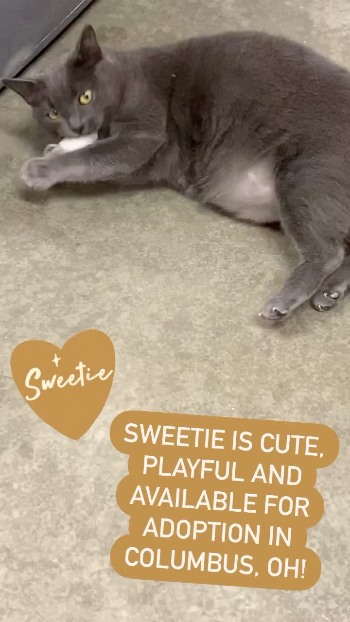 💕Sweetie💕
Sweetie is one of the softest cats you’ll ever pet! She likes to take things pretty slow and is a bit shy until she gets to know you. Once she approves, she loves being petted! 
💕
She has a passion for three things: playing, turkey and catnip!! If you want someone to kick back and chill with after a hard day's work, she's the friend for you!
💕
She was originally living outside but she was the only remaining kitty in her colony and has no one to cuddle with. She adjusted effortlessly to indoor life!
💕
Please email us with any questions or to submit an application (link in bio.)
💕
<a target='_blank' href='https://www.instagram.com/explore/tags/catsofinstagram/'>#catsofinstagram</a> <a target='_blank' href='https://www.instagram.com/explore/tags/catsofcolumbus/'>#catsofcolumbus</a> <a target='_blank' href='https://www.instagram.com/explore/tags/catreel/'>#catreel</a> <a target='_blank' href='https://www.instagram.com/explore/tags/catreels/'>#catreels</a> <a target='_blank' href='https://www.instagram.com/explore/tags/cute/'>#cute</a> <a target='_blank' href='https://www.instagram.com/explore/tags/graycat/'>#graycat</a> <a target='_blank' href='https://www.instagram.com/explore/tags/cbus/'>#cbus</a> <a target='_blank' href='https://www.instagram.com/explore/tags/columbusohio/'>#columbusohio</a> <a target='_blank' href='https://www.instagram.com/explore/tags/adoptdontshop/'>#adoptdontshop</a> <a target='_blank' href='https://www.instagram.com/explore/tags/adopt/'>#adopt</a> <a target='_blank' href='https://www.instagram.com/explore/tags/cutecat/'>#cutecat</a>