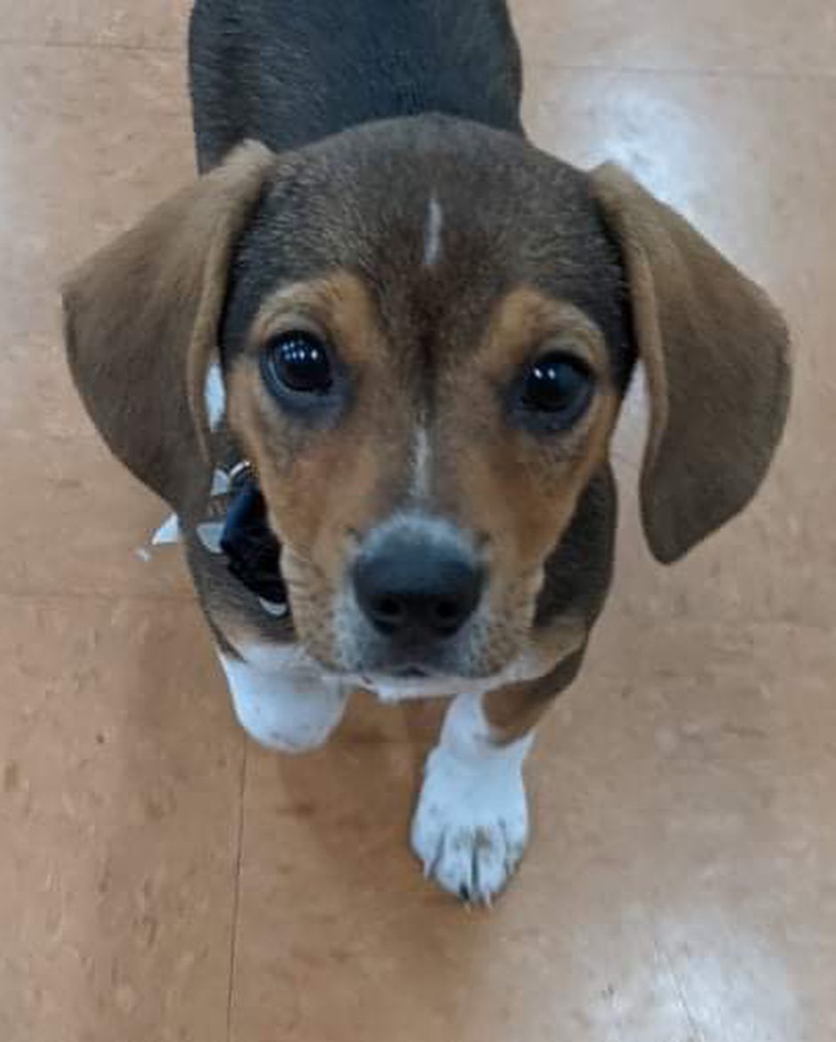 ⭐️ We are no longer accepting applications for Louie ⭐️ 

Louie is leaping into the weekend!!! 🐾

This adorable little guy is an 9 week old Beagle x Doxie! He’s 7 lbs and looking for his forever home. 🐶 Adopters will need to be in the Charlotte area. If you’re interested in meeting Louie, head to our website and fill out an application! ✨