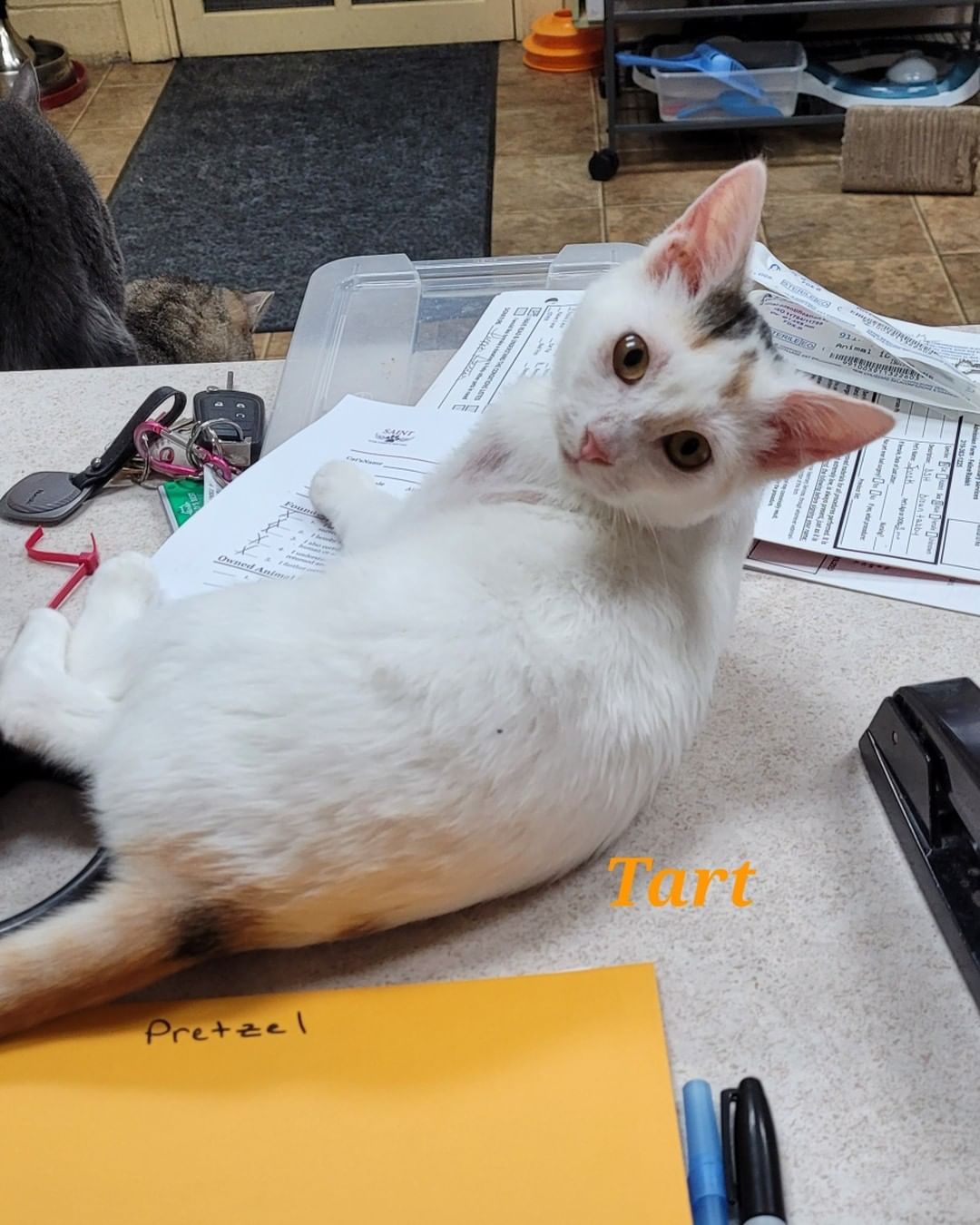 Tart is finally coming out of her shell thanks to our volunteers spending extra time with her.
She was a scrawny little kitten picked up during a TNR project in a neighboring county.