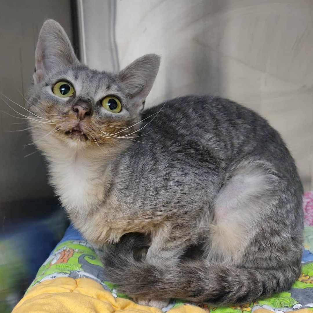 Grey is asking if she has anything on her face. 🍝🍕🥩 Should we tell her?! All jokes aside, with a face like this, and a larger than life personality, this kitty is destined to be the next feline Instagram star! ⭐

So, you're probably wondering... why the messy eater? Grey was born with malocclusion, or the misalignment of her teeth, causing her to have an overbite. This does not cause her any harm, and she has a hearty appetite! She simply requires a little face cleaning post-meal.

Grey was originally transferred in from @adoptable_dogs_of_vbac and has been waiting for a home since October.  Make sure you swipe ⬅️ to see her personality in action! ❤️