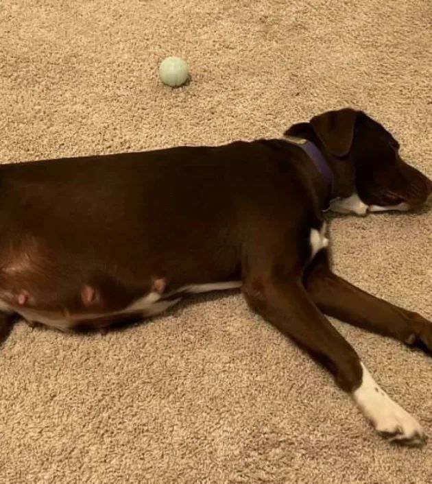 BEAUTIFUL BELLA IS SAFE...
💖💕
She is not only safe, she is with our wonderful foster whom also took in NOVA from Devore... (his neighbor adopted NOVA.)
.
BELLA had been languishing at Devore for a little over a month, and her now foster has had his eye on this precious sweetheart to foster and spoil her.
Last night he gave her a bath and noticed she possibly looked pregnant.
.
According to her shelter paperwork, she is between 7-8 years old, which could put her life in jeopardy if she is in fact pregnant.
BELLA has an emergency vet appointment TODAY at 3:00, and we will update with her bill estimate as well as what her Veterinarian recommends.
.
If you can pledge a donation amount we would truly appreciate it....AND it's 5.00 FRIDAY!
.
We are SO hoping she is not pregnant, especially if this is in fact her true age. 😱
💖
Thank you to all whom networked her...@facesofdevoreandbigbear networker is very grateful to those that are giving the Devore dogs a much needed voice.
.
<a target='_blank' href='https://www.instagram.com/explore/tags/bellavitarescue/'>#bellavitarescue</a> <a target='_blank' href='https://www.instagram.com/explore/tags/devorenomore/'>#devorenomore</a> <a target='_blank' href='https://www.instagram.com/explore/tags/bvrbella/'>#bvrbella</a> <a target='_blank' href='https://www.instagram.com/explore/tags/labradormix/'>#labradormix</a> <a target='_blank' href='https://www.instagram.com/explore/tags/iloveher/'>#iloveher</a> <a target='_blank' href='https://www.instagram.com/explore/tags/ittakesavillage/'>#ittakesavillage</a> <a target='_blank' href='https://www.instagram.com/explore/tags/fosteringsaveslives/'>#fosteringsaveslives</a> <a target='_blank' href='https://www.instagram.com/explore/tags/fosterhero/'>#fosterhero</a> <a target='_blank' href='https://www.instagram.com/explore/tags/homeforthepawlidays/'>#homeforthepawlidays</a> <a target='_blank' href='https://www.instagram.com/explore/tags/spayandneuteryourdogs/'>#spayandneuteryourdogs</a>