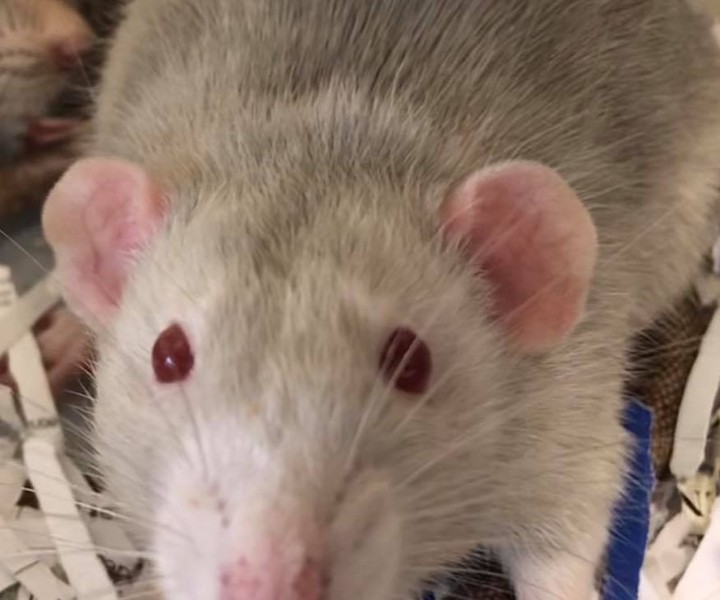 Not a dog or cat person?  Potsdam Humane Society has a variety of pocket pets available looking forever homes! 🐭🐹🐰Those available can be found here on our website http://potsdamhumanesociety.org/wp/?page_id=9.