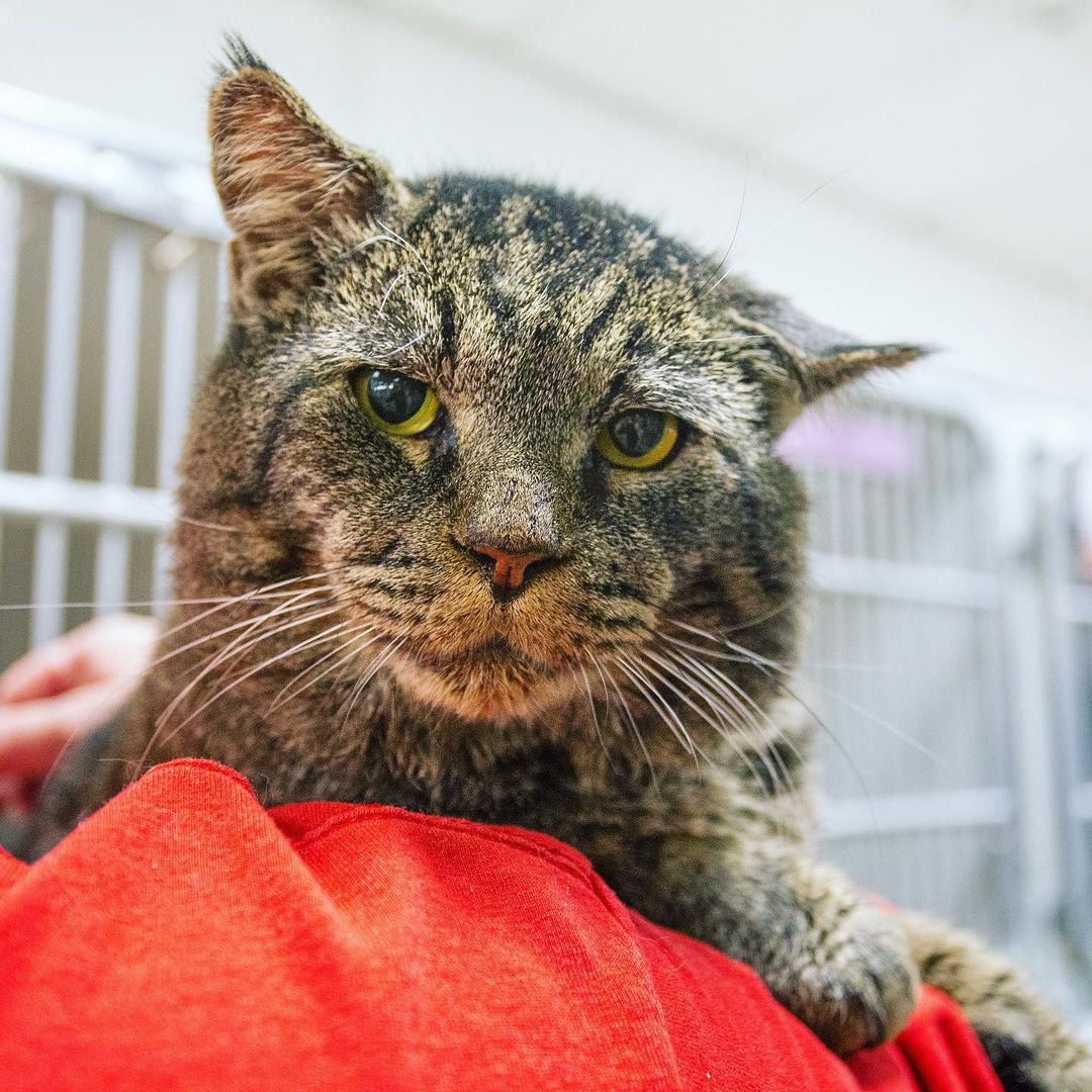 **Update: Curtis has been adopted ❤️**

Don’t let Curtis’s grump face fool you — he is the absolute sweetest! This big, 13 lb. guy came to our Boston Animal Care & Adoption Center as a stray so we don’t have much info on his past. One thing we do know is that he has quickly charmed his way into the arms of many of our staff and volunteers ❤️ Curtis has tested positive for FIV (Feline Immunodeficiency Virus), which is not uncommon for intact (now neutered) male cats living outside. 

If you’re interested in meeting Curtis, stop by 10 Chandler Street in Boston today! 
.
.
.
.
.
Image Description: photo shows a large tabby cat being held by an ARL staff member in a red shirt. A video is also shown of the same staff member petting the tabby. <a target='_blank' href='https://www.instagram.com/explore/tags/adopt/'>#adopt</a> <a target='_blank' href='https://www.instagram.com/explore/tags/cats/'>#cats</a> <a target='_blank' href='https://www.instagram.com/explore/tags/catlover/'>#catlover</a>