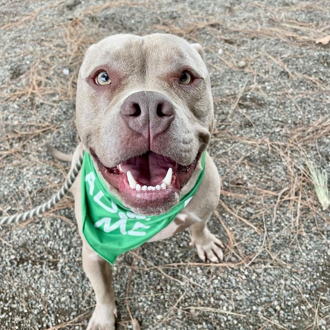 *** I will close my eyes and make a wish for my forever home, says Joey.***
HI! My name is Joey! 🥰I am a handsome 2-year-old Pitbull mix. I love my toys and will entertain myself for hours. I love water as well!
I am smart, energetic, and always on the lookout for a bit of entertainment!  I am very food motivated and you will love taking me to training classes and seeing me blossom. I' d love a new home with no children because I can be a bit rambunctious, but I could possibly live with another dog if it’s the right match. I would make a great jogging or hiking buddy!

Joey is waiting for an owner who will teach him to be a family dog with great manners! To schedule a meet and greet, please fill out the inquiry form here: https://form.jotform.com/211185927125051.
<a target='_blank' href='https://www.instagram.com/explore/tags/adopt/'>#adopt</a> <a target='_blank' href='https://www.instagram.com/explore/tags/ycasca/'>#ycasca</a> <a target='_blank' href='https://www.instagram.com/explore/tags/ycascares/'>#ycascares</a> <a target='_blank' href='https://www.instagram.com/explore/tags/ycasfriends/'>#ycasfriends</a> <a target='_blank' href='https://www.instagram.com/explore/tags/yolocountyanimalshelter/'>#yolocountyanimalshelter</a> <a target='_blank' href='https://www.instagram.com/explore/tags/yolocountyanimalservices/'>#yolocountyanimalservices</a> <a target='_blank' href='https://www.instagram.com/explore/tags/yolo/'>#yolo</a> <a target='_blank' href='https://www.instagram.com/explore/tags/yolocounty/'>#yolocounty</a> <a target='_blank' href='https://www.instagram.com/explore/tags/Pitbull/'>#Pitbull</a> <a target='_blank' href='https://www.instagram.com/explore/tags/pitbullofig/'>#pitbullofig</a> <a target='_blank' href='https://www.instagram.com/explore/tags/davisca/'>#davisca</a> <a target='_blank' href='https://www.instagram.com/explore/tags/daviscali/'>#daviscali</a> <a target='_blank' href='https://www.instagram.com/explore/tags/Sacramento365/'>#Sacramento365</a> <a target='_blank' href='https://www.instagram.com/explore/tags/sacramentocalifornia/'>#sacramentocalifornia</a> <a target='_blank' href='https://www.instagram.com/explore/tags/WestSacramento/'>#WestSacramento</a> <a target='_blank' href='https://www.instagram.com/explore/tags/WestSacramento/'>#WestSacramento</a> <a target='_blank' href='https://www.instagram.com/explore/tags/westsacfun/'>#westsacfun</a> <a target='_blank' href='https://www.instagram.com/explore/tags/westsac/'>#westsac</a>  <a target='_blank' href='https://www.instagram.com/explore/tags/doggy/'>#doggy</a> <a target='_blank' href='https://www.instagram.com/explore/tags/doggo/'>#doggo</a> <a target='_blank' href='https://www.instagram.com/explore/tags/pitmixlove/'>#pitmixlove</a> <a target='_blank' href='https://www.instagram.com/explore/tags/pitmixrescue/'>#pitmixrescue</a> <a target='_blank' href='https://www.instagram.com/explore/tags/closemyeyesandmakeawish/'>#closemyeyesandmakeawish</a> <a target='_blank' href='https://www.instagram.com/explore/tags/makeawish/'>#makeawish</a> <a target='_blank' href='https://www.instagram.com/explore/tags/foreverhome/'>#foreverhome</a> <a target='_blank' href='https://www.instagram.com/explore/tags/lookingforafureverhome/'>#lookingforafureverhome</a>