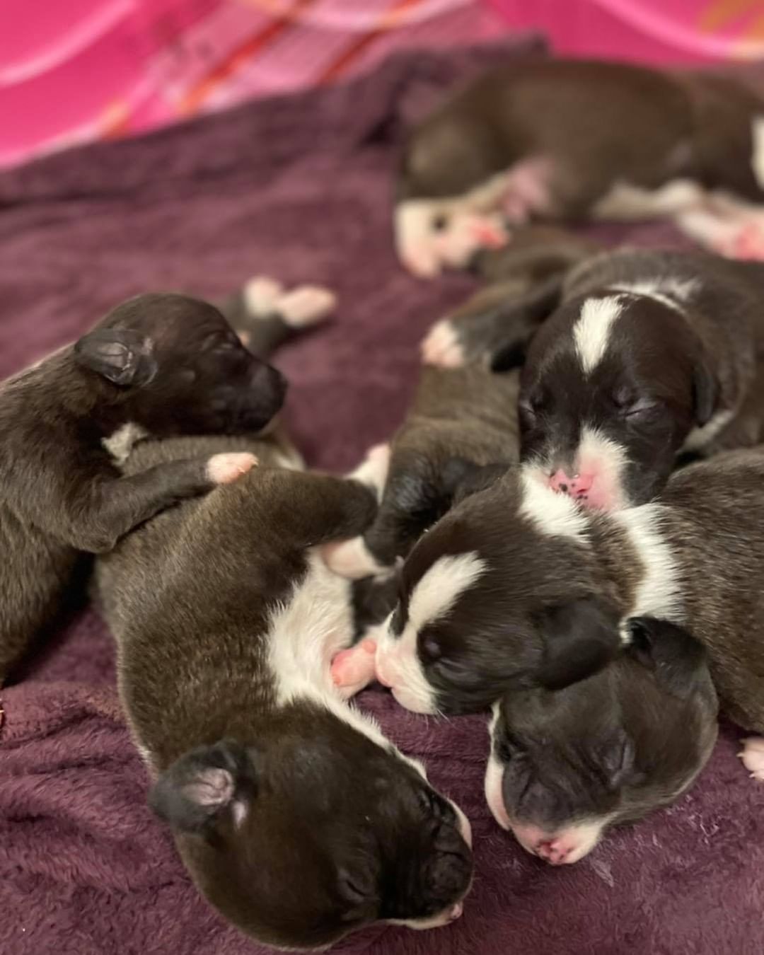 The cutest little puppy piles there ever was 🥰