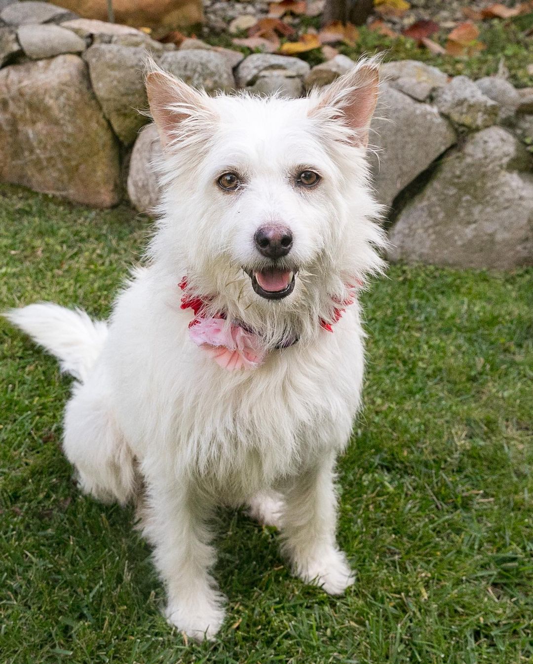 Meet Hannah 🤩 
She is a three-year-old poodle/ terrier mix. Her pups are weaned and she is ready for her forever home 🏡 
She weighs about forty-five pounds and it’s all love. She is highly affectionate and loving. Hannah loves to go on walks and spend time with her people. Hannah gets along with all dogs and would do great with a family that has kids! 🐕🐩🧍🏼‍♂️🧍🏾🧍🏻‍♀️

Use our link to find the adoption forms and give Hannah a furever home 🥰