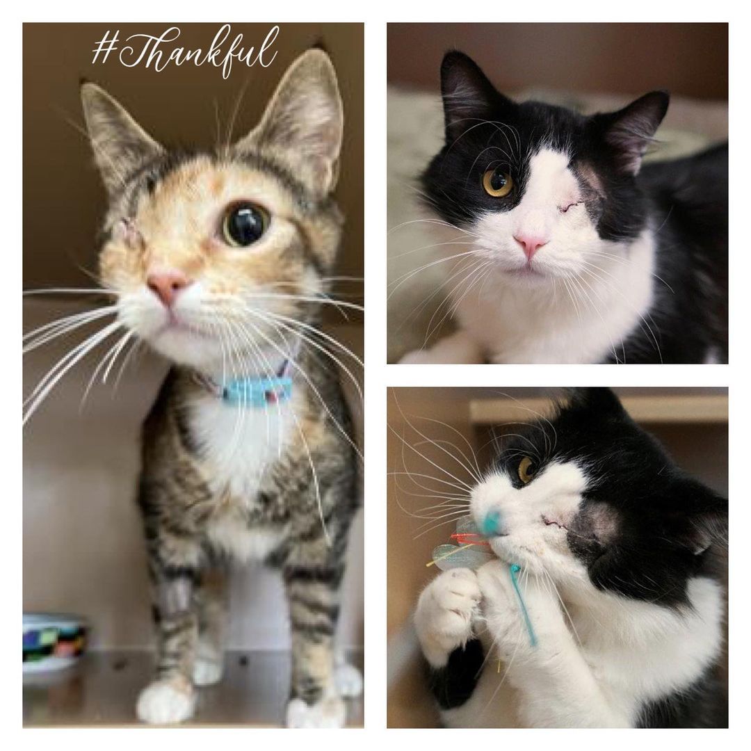 PAWSBINK is thankful for...

Winslow Animal Clinic for providing pet care throughout the year. 

Dominic and Winnie came to PAWSBINK with eye issues that required eye removal surgery (Enucleation).
Winslow Animal Clinic performed the surgeries last week and both cats are doing terrific! They will be ready for adoption soon.
.
.
.
.
<a target='_blank' href='https://www.instagram.com/explore/tags/winslowanimalclinic/'>#winslowanimalclinic</a> <a target='_blank' href='https://www.instagram.com/explore/tags/thankfulthursday/'>#thankfulthursday</a> <a target='_blank' href='https://www.instagram.com/explore/tags/thankful/'>#thankful</a> <a target='_blank' href='https://www.instagram.com/explore/tags/helpingpetsandpeople/'>#helpingpetsandpeople</a> <a target='_blank' href='https://www.instagram.com/explore/tags/veterinariansrock/'>#veterinariansrock</a> <a target='_blank' href='https://www.instagram.com/explore/tags/pawsbink/'>#pawsbink</a> <a target='_blank' href='https://www.instagram.com/explore/tags/grateful/'>#grateful</a> <a target='_blank' href='https://www.instagram.com/explore/tags/helpingtheanimals/'>#helpingtheanimals</a>