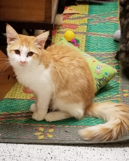 😻 Meet the sweet purrbabies who are in our PETCO Cat Lounge this week 🐱🐈

1️⃣ Bootstrap the tuxie male kitten 
2️⃣ Sparrow the female tabby kitten 
3️⃣ Blackbeard the male baby panther 
4️⃣ Calypso the female panther 
5️⃣ Seymore the male grey tabby kitten 
6️⃣ Belladonna the female baby panther 
7️⃣ Sooni the female tuxie 
8️⃣ Morley the male ginger kitten 
9️⃣ Foxy Loxy the female ginger kitten 
🔟 Ori the female tuxie 

You're invited to come in and interact with these cats and kittens in a comfy cage free living room environment. 
It's a great way to get to know their individual purrsonalities and see who's the best fit for your home 🐾💝🏡

Located inside PETCO Metro 2784 W Peoria Ave in Phoenix. 
Hours: 5:30-7:00pm Monday-Saturday and 5-6:30pm on Sundays. 

If you would like more information about adopting any of these sweethearts just send us an email at: allaboutanimalsaz@gmail.com 

<a target='_blank' href='https://www.instagram.com/explore/tags/allaboutanimalsrescueaz/'>#allaboutanimalsrescueaz</a> <a target='_blank' href='https://www.instagram.com/explore/tags/savealife/'>#savealife</a> <a target='_blank' href='https://www.instagram.com/explore/tags/compassioninaction/'>#compassioninaction</a> <a target='_blank' href='https://www.instagram.com/explore/tags/adoptdontshop/'>#adoptdontshop</a> <a target='_blank' href='https://www.instagram.com/explore/tags/rescuedismyfavoritebreed/'>#rescuedismyfavoritebreed</a> <a target='_blank' href='https://www.instagram.com/explore/tags/rescuefosteradopt/'>#rescuefosteradopt</a> <a target='_blank' href='https://www.instagram.com/explore/tags/fosteringsaveslives/'>#fosteringsaveslives</a> <a target='_blank' href='https://www.instagram.com/explore/tags/thinkadoptionfirst/'>#thinkadoptionfirst</a> <a target='_blank' href='https://www.instagram.com/explore/tags/lovechangeseverything/'>#lovechangeseverything</a> <a target='_blank' href='https://www.instagram.com/explore/tags/allyouneedislove/'>#allyouneedislove</a> <a target='_blank' href='https://www.instagram.com/explore/tags/petcocatlounge/'>#petcocatlounge</a> <a target='_blank' href='https://www.instagram.com/explore/tags/felinetherapy/'>#felinetherapy</a> <a target='_blank' href='https://www.instagram.com/explore/tags/mynewbestfriend/'>#mynewbestfriend</a> <a target='_blank' href='https://www.instagram.com/explore/tags/adoptacat/'>#adoptacat</a> <a target='_blank' href='https://www.instagram.com/explore/tags/adoptakitten/'>#adoptakitten</a> <a target='_blank' href='https://www.instagram.com/explore/tags/catadoptionphoenix/'>#catadoptionphoenix</a> <a target='_blank' href='https://www.instagram.com/explore/tags/purrfection/'>#purrfection</a> <a target='_blank' href='https://www.instagram.com/explore/tags/purrbaby/'>#purrbaby</a> <a target='_blank' href='https://www.instagram.com/explore/tags/rescuecatsrock/'>#rescuecatsrock</a> <a target='_blank' href='https://www.instagram.com/explore/tags/gato/'>#gato</a> <a target='_blank' href='https://www.instagram.com/explore/tags/gatito/'>#gatito</a> <a target='_blank' href='https://www.instagram.com/explore/tags/cuddlebuddy/'>#cuddlebuddy</a> <a target='_blank' href='https://www.instagram.com/explore/tags/felinefun/'>#felinefun</a> <a target='_blank' href='https://www.instagram.com/explore/tags/cutekittens/'>#cutekittens</a> <a target='_blank' href='https://www.instagram.com/explore/tags/kittenadoptionphoenix/'>#kittenadoptionphoenix</a> <a target='_blank' href='https://www.instagram.com/explore/tags/openyourhearttoarescuecat/'>#openyourhearttoarescuecat</a> <a target='_blank' href='https://www.instagram.com/explore/tags/adoptatuxie/'>#adoptatuxie</a> <a target='_blank' href='https://www.instagram.com/explore/tags/adoptagingerkitten/'>#adoptagingerkitten</a> <a target='_blank' href='https://www.instagram.com/explore/tags/adoptablackkitten/'>#adoptablackkitten</a> <a target='_blank' href='https://www.instagram.com/explore/tags/tabbykittens/'>#tabbykittens</a>