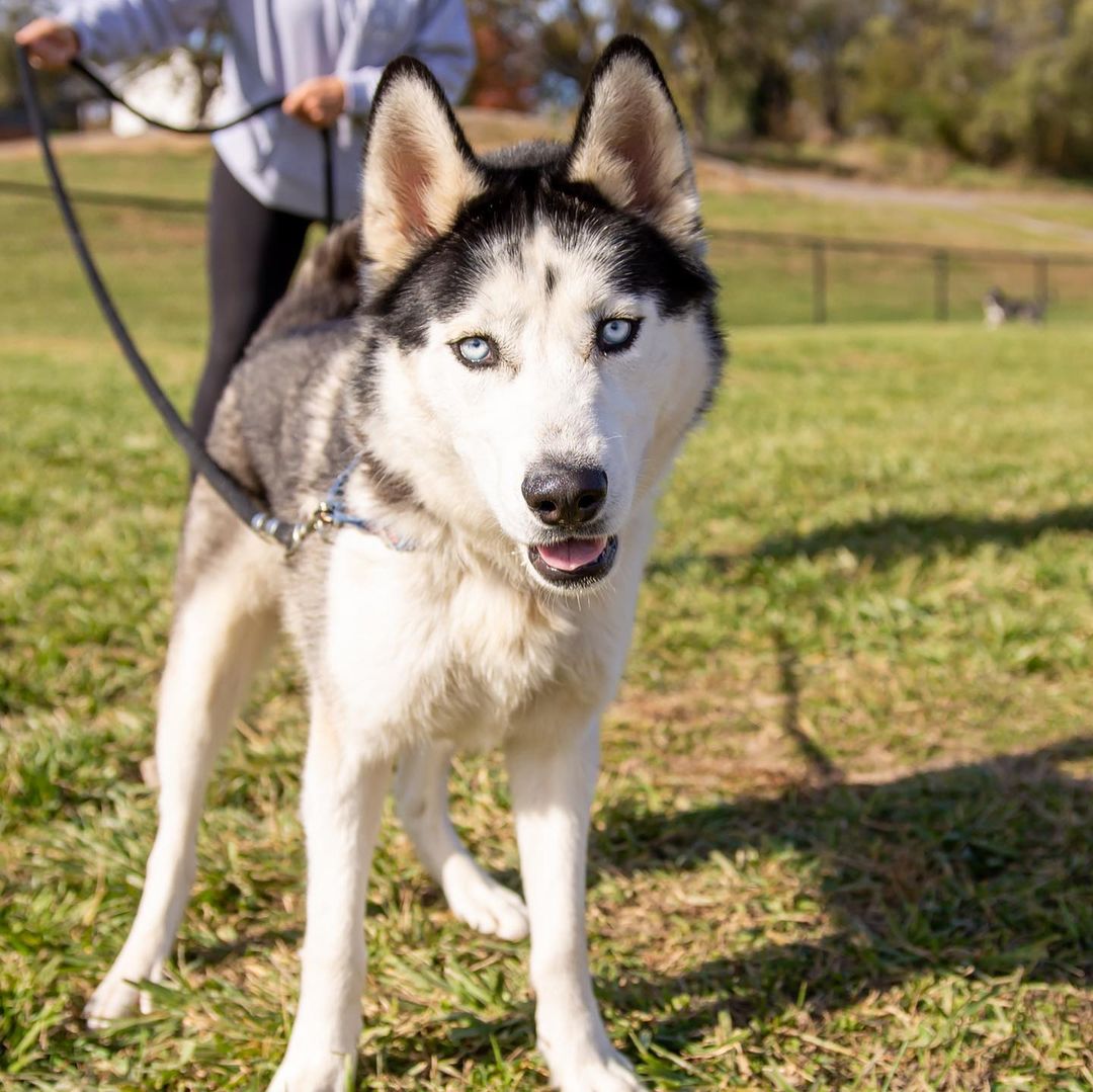 Meet Mulaney! It took us two weeks to get a non-blurry photo of this guy because he is 💯 energy. He has all the ingredients of a textbook husky: handsome, talkative, crazy, silly, and treat motivated. This boy needs a home that will teach him rules and boundaries with the help of treats and the payout will be one amazing dog! If you’re looking for your own little comedian, apply for Mulaney today!

<a target='_blank' href='https://www.instagram.com/explore/tags/adoptdontshop/'>#adoptdontshop</a> <a target='_blank' href='https://www.instagram.com/explore/tags/adoptme/'>#adoptme</a> <a target='_blank' href='https://www.instagram.com/explore/tags/siberianhusky/'>#siberianhusky</a> <a target='_blank' href='https://www.instagram.com/explore/tags/husky/'>#husky</a> <a target='_blank' href='https://www.instagram.com/explore/tags/mulaney/'>#mulaney</a> <a target='_blank' href='https://www.instagram.com/explore/tags/energizerbunny/'>#energizerbunny</a> <a target='_blank' href='https://www.instagram.com/explore/tags/huskyrescue/'>#huskyrescue</a> <a target='_blank' href='https://www.instagram.com/explore/tags/fosterdog/'>#fosterdog</a>