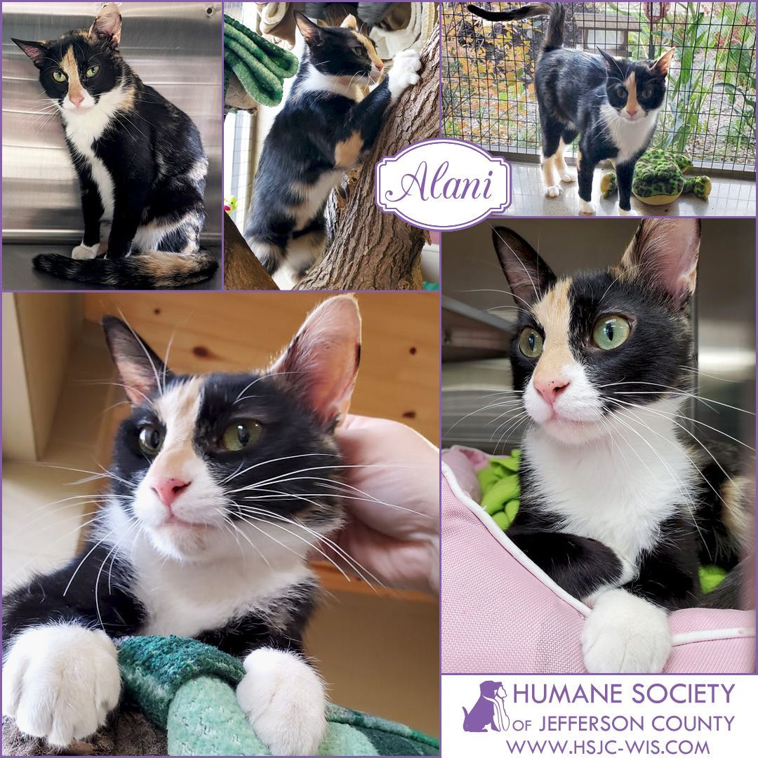 I'm Alani, a very friendly girl who is just as cuddly as I am playful. I am very friendly and love humans but am not a fan of other cats. I'm looking for a home where I can be the one and only feline, and thanks to a generous sponsor my adoption fee has already been paid!⠀
⠀
Learn more at https://hsjc-wis.com/animal/?id=17048786 or click the link in our bio.⠀
⠀
<a target='_blank' href='https://www.instagram.com/explore/tags/adopt/'>#adopt</a> <a target='_blank' href='https://www.instagram.com/explore/tags/catsofinstagram/'>#catsofinstagram</a> <a target='_blank' href='https://www.instagram.com/explore/tags/adoptdontshop/'>#adoptdontshop</a> <a target='_blank' href='https://www.instagram.com/explore/tags/rescuecat/'>#rescuecat</a>