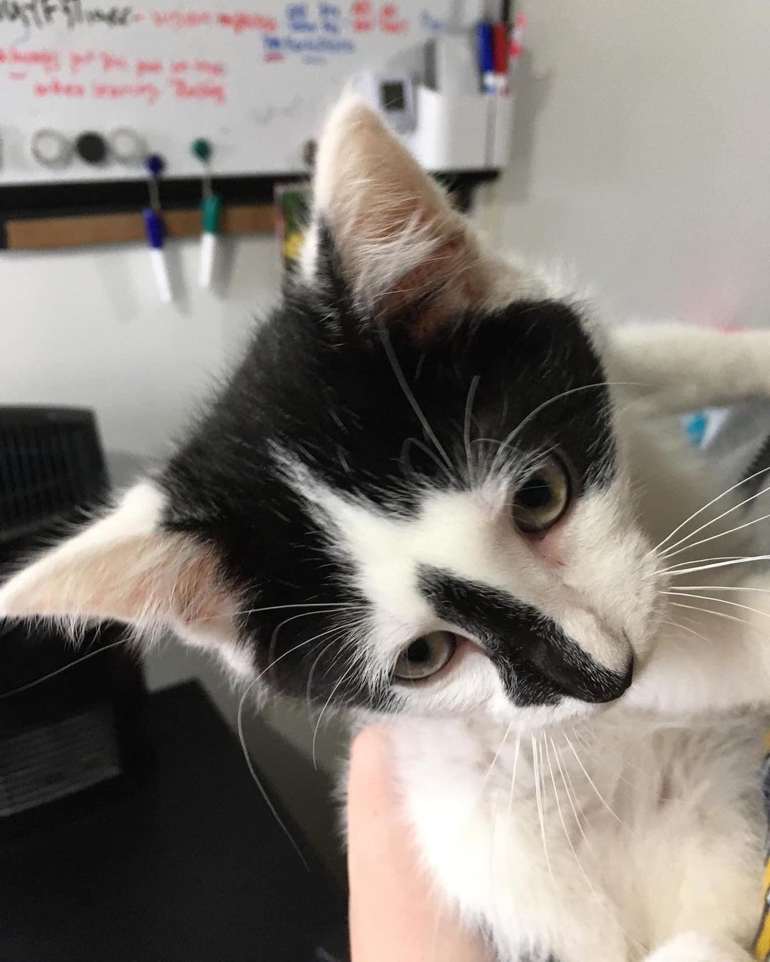 “Rory” is ready for adoption! This handsome boy is named for the Rorschach Ink Blot Test! Isn’t he handsome! 😻

Rory is a short hair, black and white male. His DOB is estimated at 8/10/2021. He loves to snuggle, but he’s also a busy guy, so let him wear himself out (maybe with a kitten playmate? Hint), or he’ll squirm free to continue his adventures! 😊

Rory tested negative for feline leukemia/FIV, fecal negative, treated for fleas and worms, and had his initial kitten vaccines. The balance of his vaccines and neuter, is included in our adoption plan. 

Please fill out an adoption application for Rory 😻

<a target='_blank' href='https://www.instagram.com/explore/tags/adoptdontshop/'>#adoptdontshop</a> <a target='_blank' href='https://www.instagram.com/explore/tags/cats/'>#cats</a> <a target='_blank' href='https://www.instagram.com/explore/tags/catsofinstagram/'>#catsofinstagram</a> <a target='_blank' href='https://www.instagram.com/explore/tags/cats_of_instagram/'>#cats_of_instagram</a> <a target='_blank' href='https://www.instagram.com/explore/tags/ashlandohio/'>#ashlandohio</a>