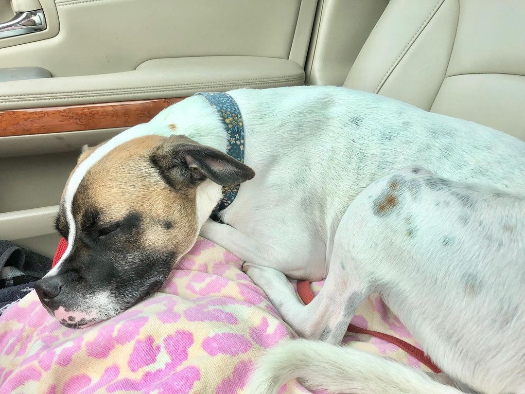 How Willow normally looks after her weekly field trips to the park 😴 

Do you live in an adult only, pet free home and want to spend a weekend with this sweet girl? We are looking for temporary fosters that would be willing to open up their home for a few days to help give Willow a break from staying in boarding. If you want to book a Weekend with Willow, fill out a foster application on agaperescue.org or email info@agaperescue.org with any questions! <a target='_blank' href='https://www.instagram.com/explore/tags/WillowWednesday/'>#WillowWednesday</a>