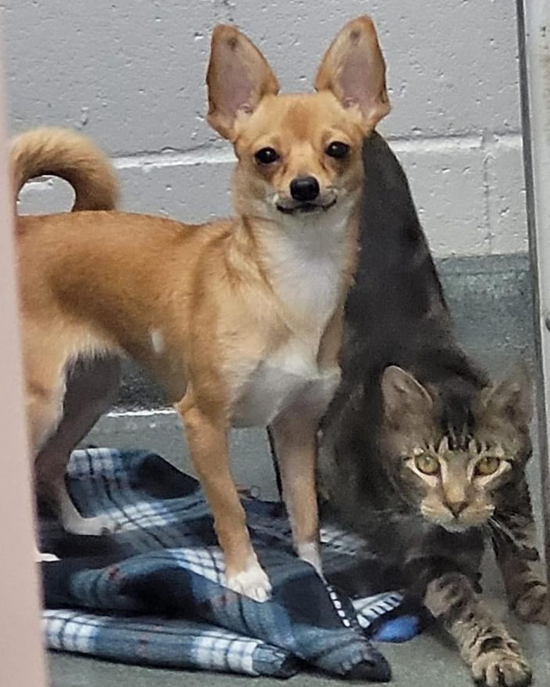 ADOPT BONDED PAIR EMY & ELLIOT!!

Emy 2yo 6.5lb chi mix and Elliot 1yo 9lb domestic short-haired tabby are a bonded pair and will only be adopted together. They are both dog, cat and dog savvy kid friendly. Emy is housebroken and pee pad trained. Elliot is litter trained and MUST be a strictly indoor cat. Emy enjoys running a yard but would be good going for walks too. Emy loves to play with other dogs and her cat Elliot. Elliot loves to play with other cats and her dog Emy.

Emy & Elliot MUST have a home together and not be separated. If you DO NOT fit this please DO NOT put an application in. We will not call anyone not a fit. Also, we will be concentrating on local to foster applications 1st since home checks and meets with all humans and animals in home is needed at meet. Our fosters are all volunteers so aren’t always able to travel too far.

Emy is vaccinated, microchipped and soon to be spayed along with has completed PT for her luxating patella and her vet said she is medically cleared. Elliot is neutered, vaccinated and microchipped. Currently fostered in Willingboro. NJ. Apply at www.tprescue.org