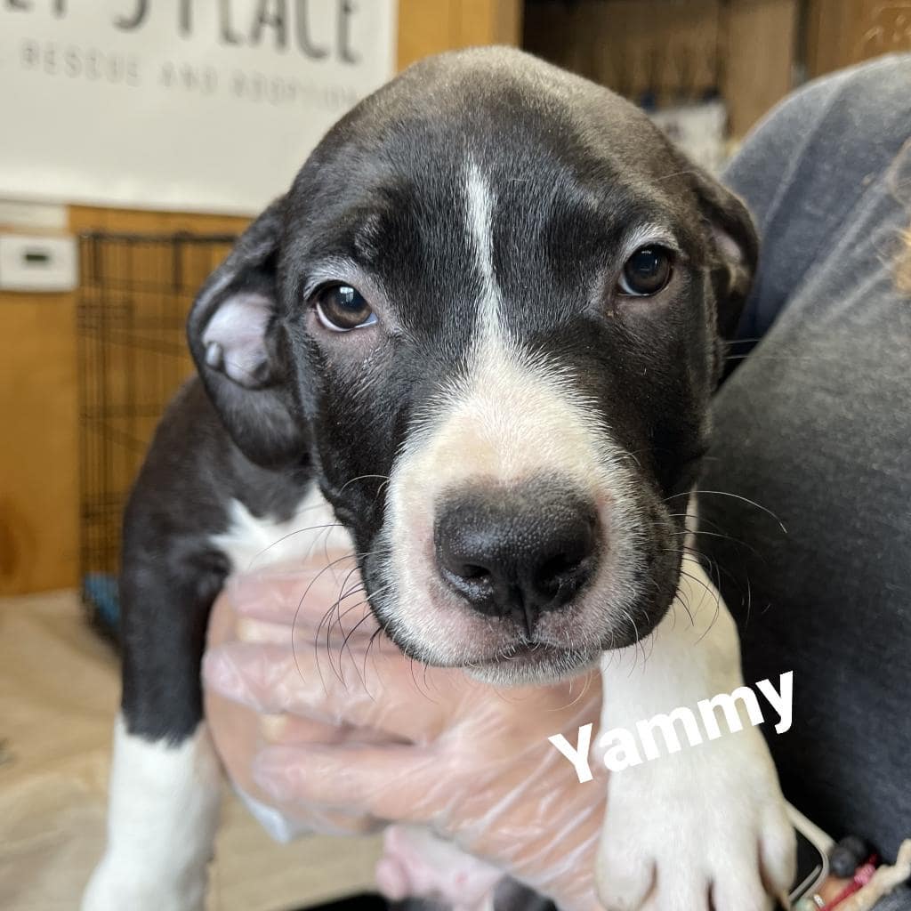 Here's some more puppies for your Friday.
Meet Stuffin, Pumpkin Pie, Brussels, Yammy, Pecan, and Eggnog. Pecan is the only girl out of these adorable 2 month old pittie puppies. They are playful, happy, and affectionate pups but a couple of them are a little shy. We suspect they were yelled at before coming to Jelly's Place so we are working hard to undo any fears and teach them lots of love.
AREN'T THEY CUTE?
They will all be utd on their vaccines,  chipped,  and neutered as part of the adoption process.

These pups are available for adoption here at 
Jelly's Place in San Pablo CA by applying at www.jellysplace.org/forms. Approved applicants are contacted for an appointment.

<a target='_blank' href='https://www.instagram.com/explore/tags/rescuepuppies/'>#rescuepuppies</a> <a target='_blank' href='https://www.instagram.com/explore/tags/pittiepuppies/'>#pittiepuppies</a> <a target='_blank' href='https://www.instagram.com/explore/tags/animalrescue/'>#animalrescue</a> <a target='_blank' href='https://www.instagram.com/explore/tags/rescuelife/'>#rescuelife</a> <a target='_blank' href='https://www.instagram.com/explore/tags/adoptdontshop/'>#adoptdontshop</a> <a target='_blank' href='https://www.instagram.com/explore/tags/adoptarescuedog/'>#adoptarescuedog</a> <a target='_blank' href='https://www.instagram.com/explore/tags/spayorneuteryourpets/'>#spayorneuteryourpets</a> <a target='_blank' href='https://www.instagram.com/explore/tags/jellysplace/'>#jellysplace</a>