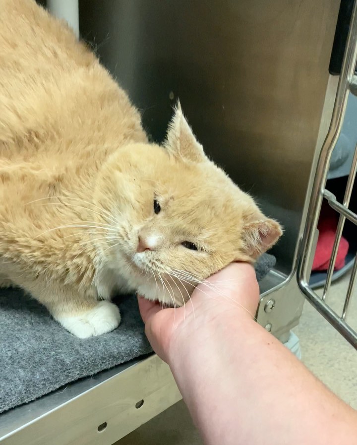 Allow us to introduce you to LORD MUFFINS. His cheeks are as round as his heart is big 🧡

Lord Muffins is 5 years old and FIV+. He loves cheek scratches and bonking you with his giant head! He is - in a word - magnificent. 

Get more info on Lord Muffins and all our other awesome felines at the link in our bio! 

<a target='_blank' href='https://www.instagram.com/explore/tags/spcawake/'>#spcawake</a> <a target='_blank' href='https://www.instagram.com/explore/tags/bigcheeks/'>#bigcheeks</a> <a target='_blank' href='https://www.instagram.com/explore/tags/fivcat/'>#fivcat</a> <a target='_blank' href='https://www.instagram.com/explore/tags/spca/'>#spca</a> <a target='_blank' href='https://www.instagram.com/explore/tags/raleigh/'>#raleigh</a> <a target='_blank' href='https://www.instagram.com/explore/tags/adoptashelterpet/'>#adoptashelterpet</a> <a target='_blank' href='https://www.instagram.com/explore/tags/adoptme/'>#adoptme</a> <a target='_blank' href='https://www.instagram.com/explore/tags/rescuecatsrock/'>#rescuecatsrock</a> <a target='_blank' href='https://www.instagram.com/explore/tags/animalrescue/'>#animalrescue</a> <a target='_blank' href='https://www.instagram.com/explore/tags/animalshelter/'>#animalshelter</a> <a target='_blank' href='https://www.instagram.com/explore/tags/adoptablecats/'>#adoptablecats</a> <a target='_blank' href='https://www.instagram.com/explore/tags/fiv/'>#fiv</a> <a target='_blank' href='https://www.instagram.com/explore/tags/cheekycat/'>#cheekycat</a> <a target='_blank' href='https://www.instagram.com/explore/tags/adoptdontshop/'>#adoptdontshop</a>