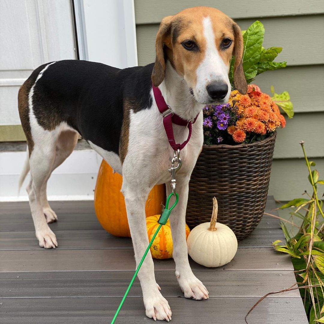 Don’t forget Saturday is your chance to meet coonhounds and beagles!

Two of our adoptable dogs, Sadie and Bagel, will be at the DogPerfect Pet Emporium. This is an indoor event.

Date: November 13th
Location: DogPerfect Pet Emporium
555 Providence Highway, Walpole
Time: 1-4pm